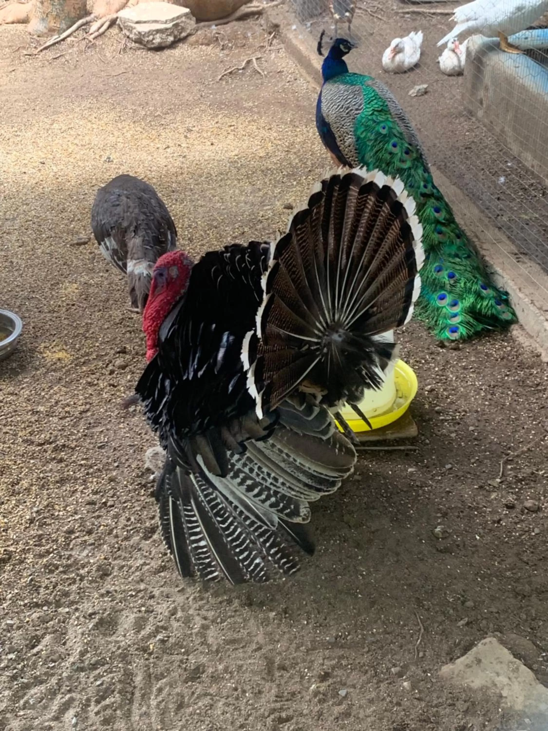 Other Animals in Hostalito El Greco