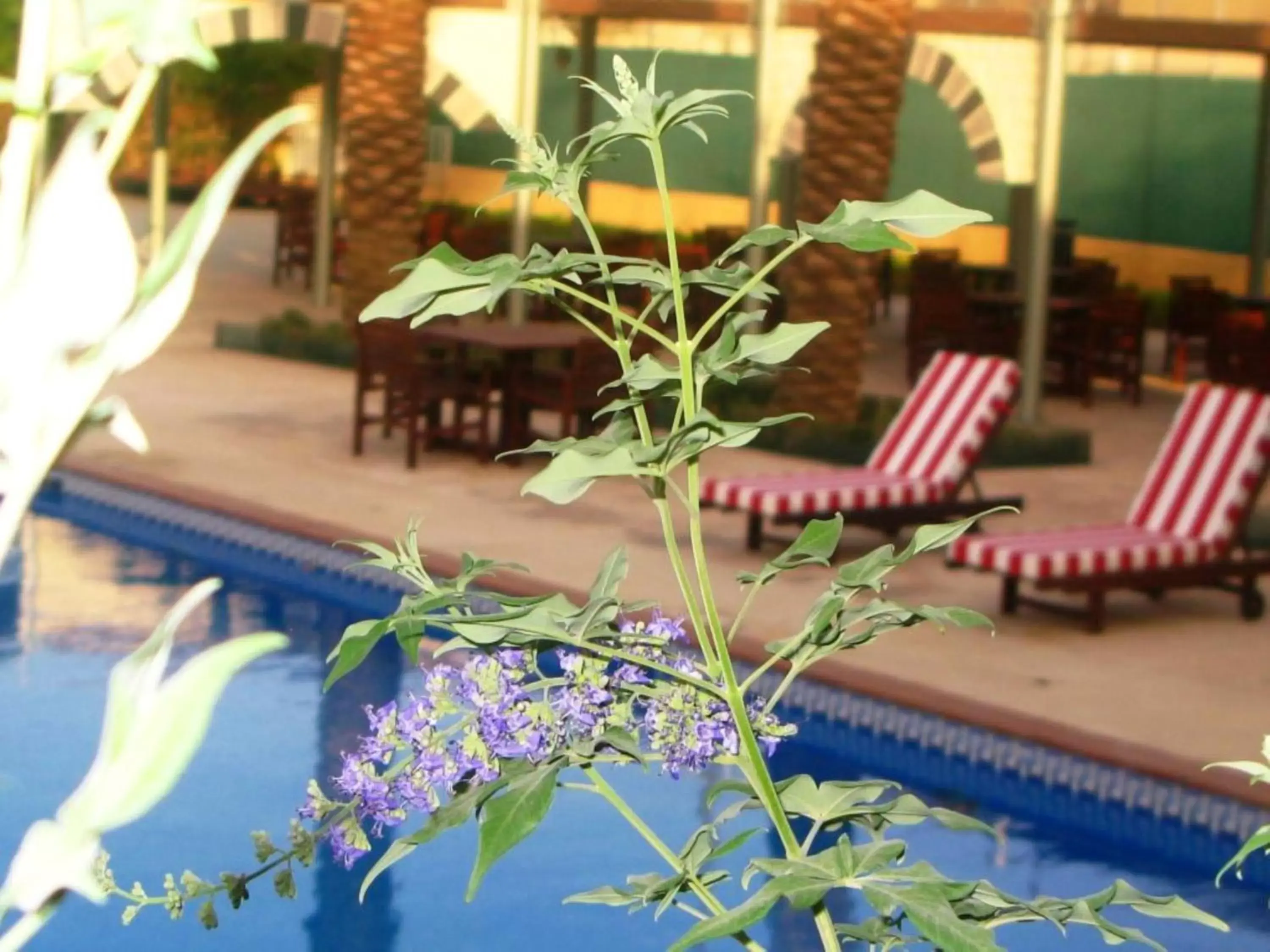 Swimming Pool in Holiday Inn Riyadh Izdihar, an IHG Hotel