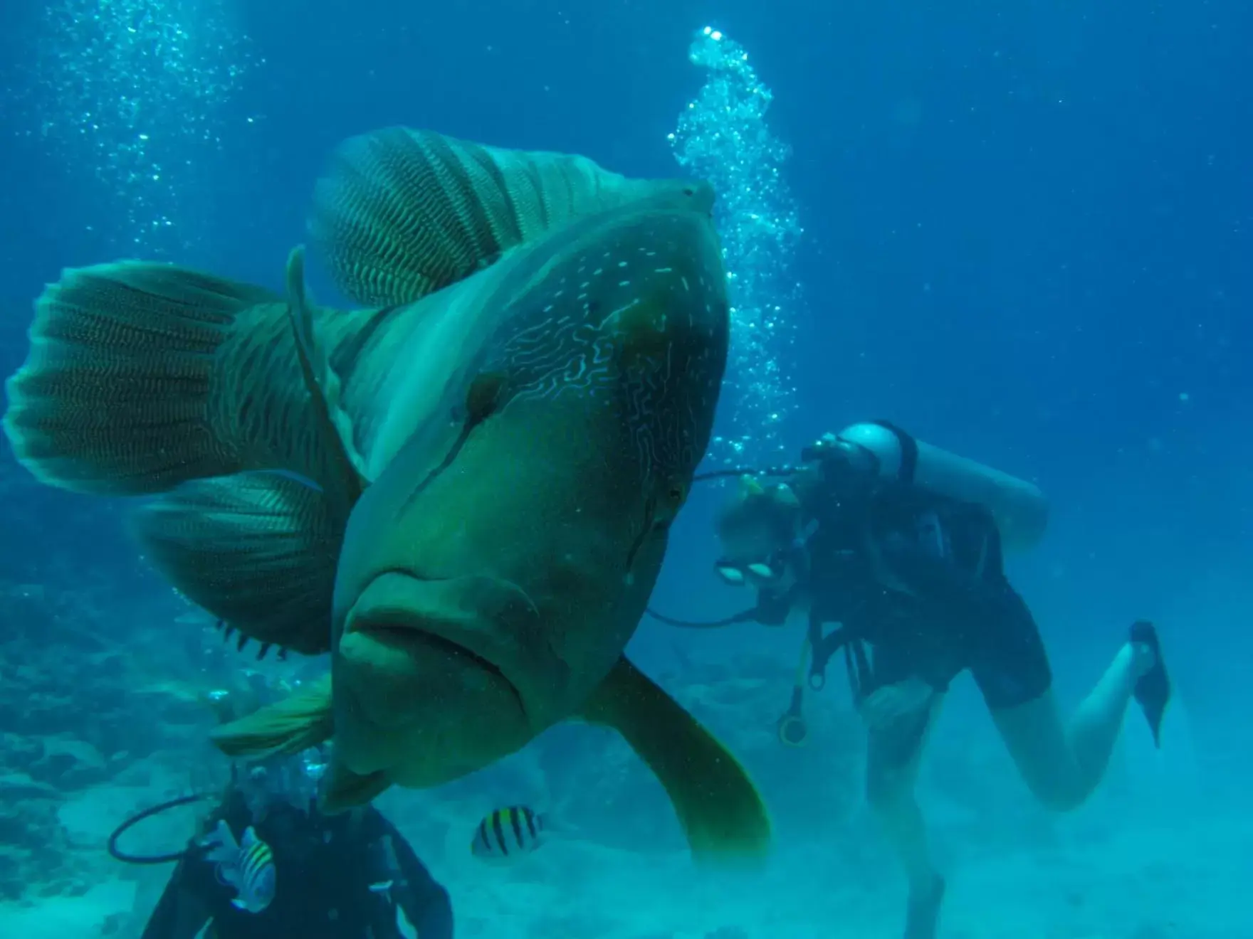 Diving, Snorkeling/Diving in Jasmine Palace Resort