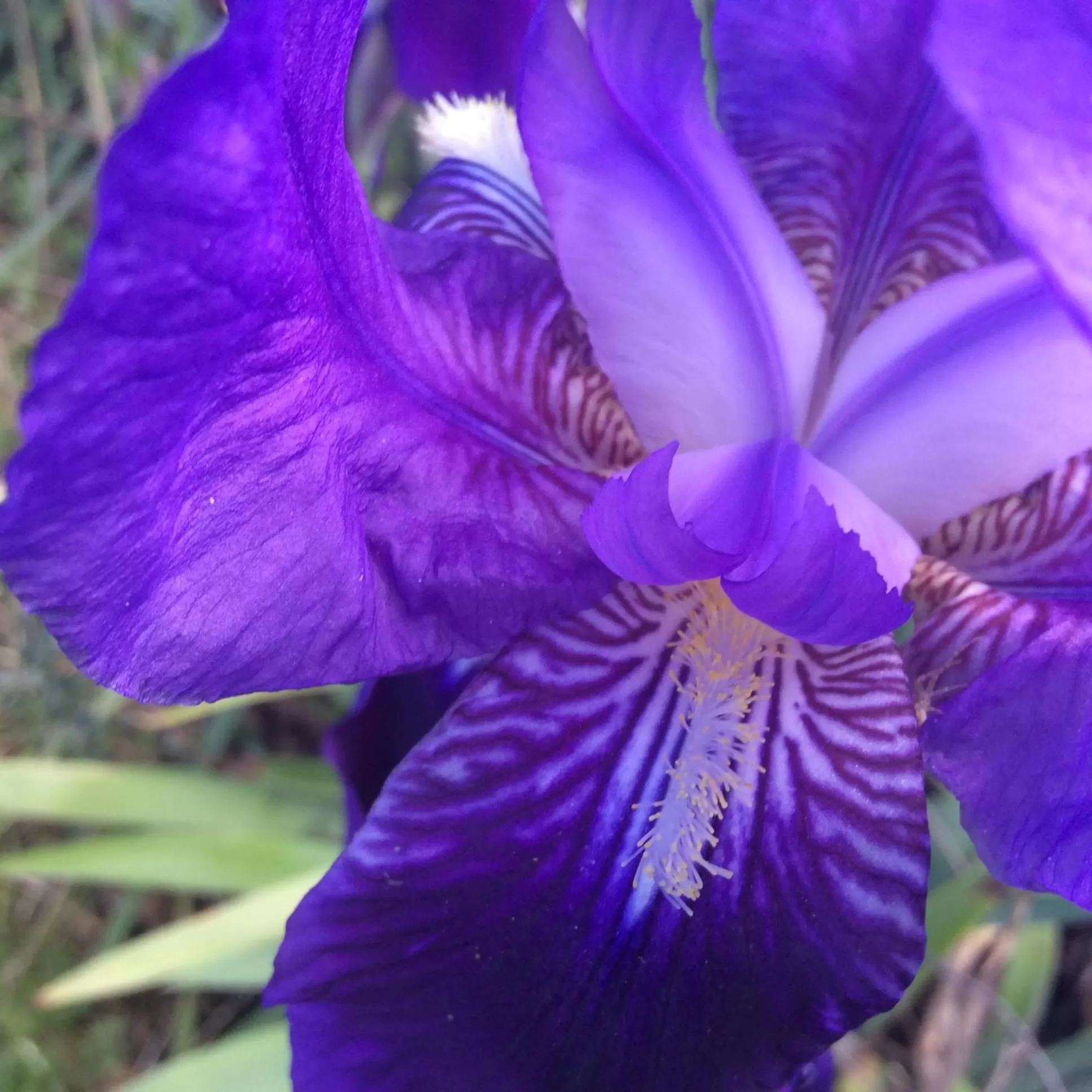 Other in B&B Luce Viola