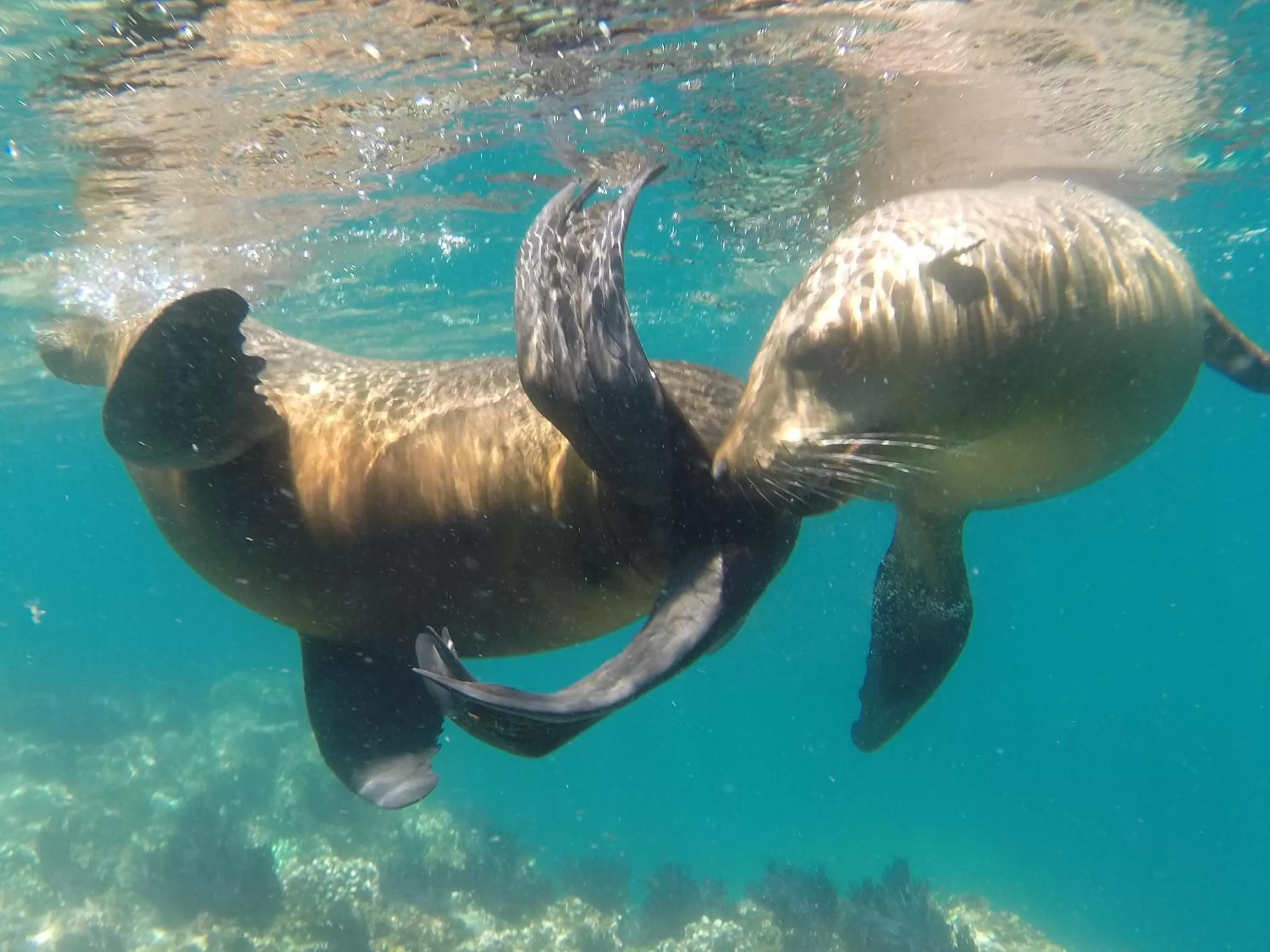 Snorkeling in Club Cantamar Beach Hotel & Marina