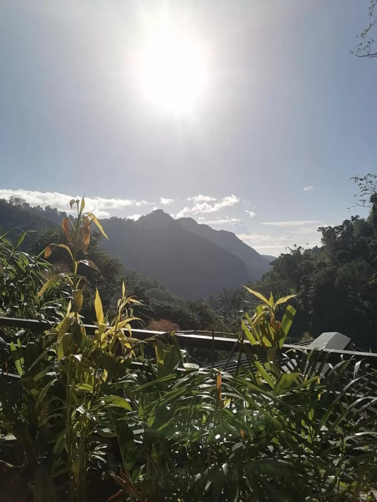 Ella Lucky Panoramic