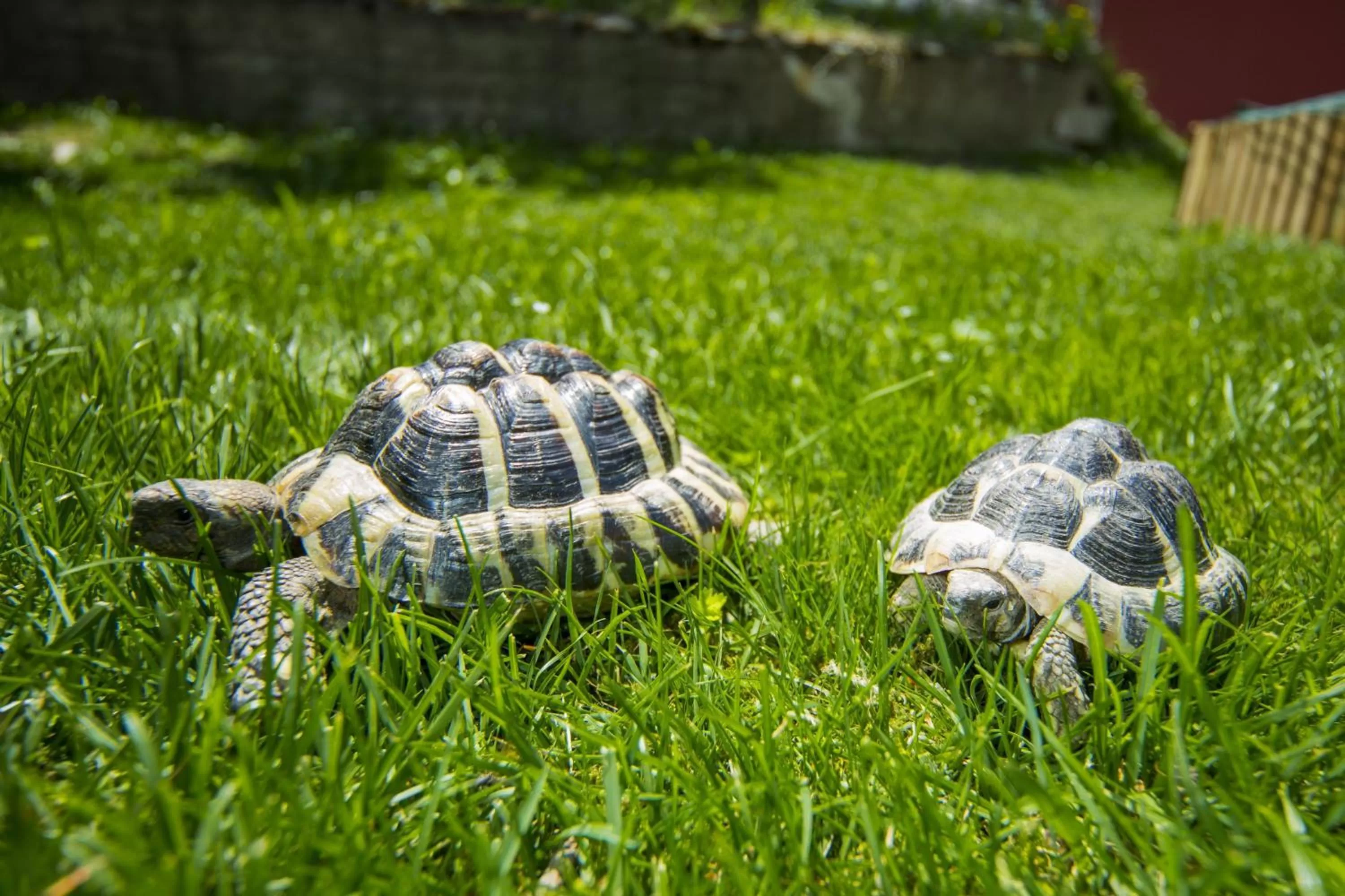 Animals in Wellness- und Schneesporthotel Christiania