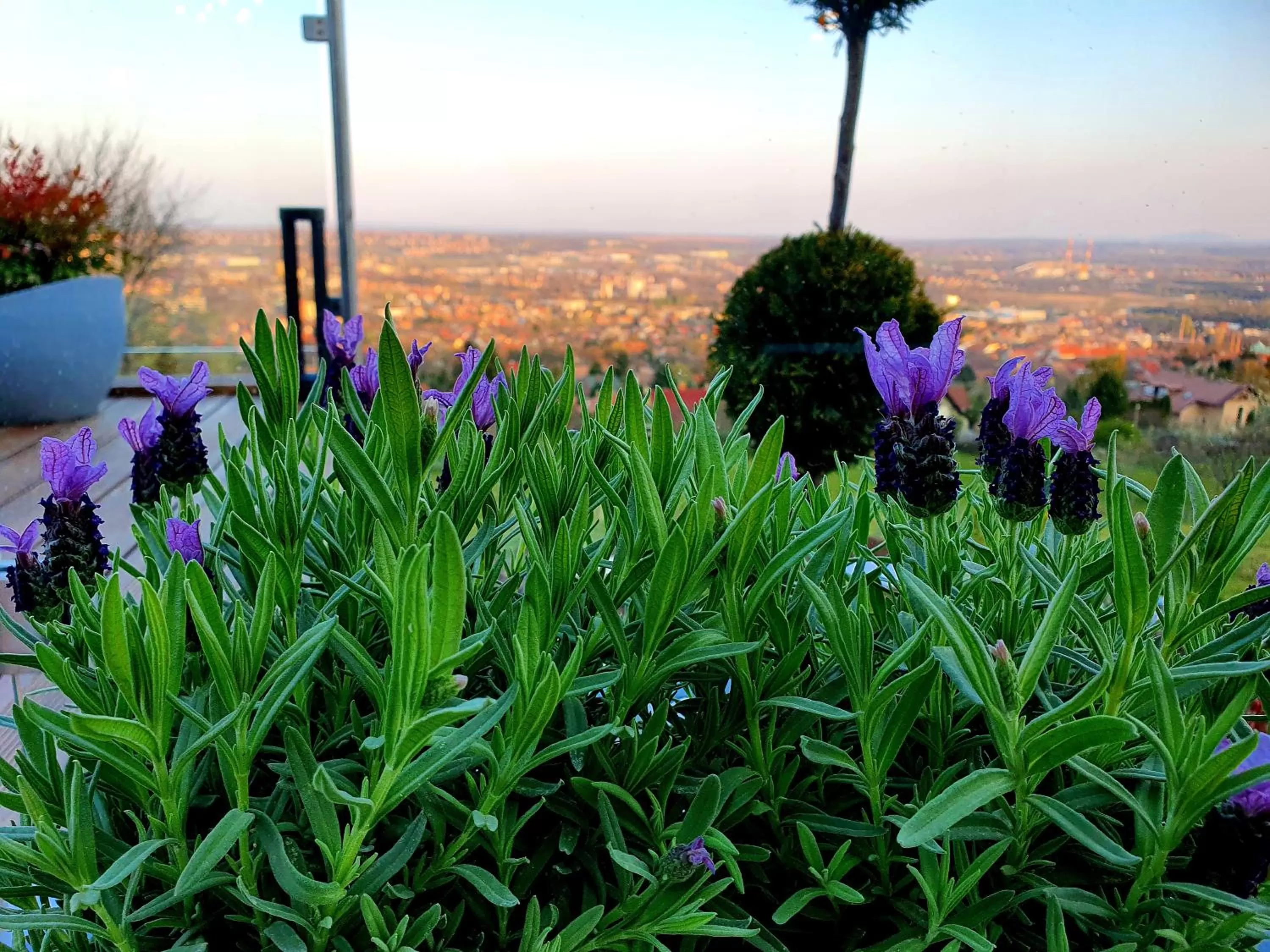 Bagoly Wellness Apartman