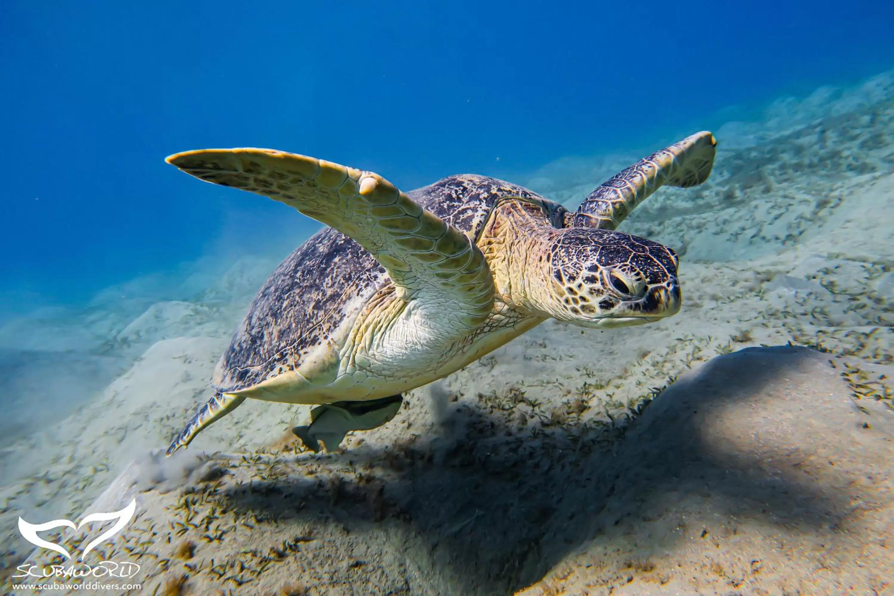 Diving in Movenpick Waterpark Resort & Spa Soma Bay