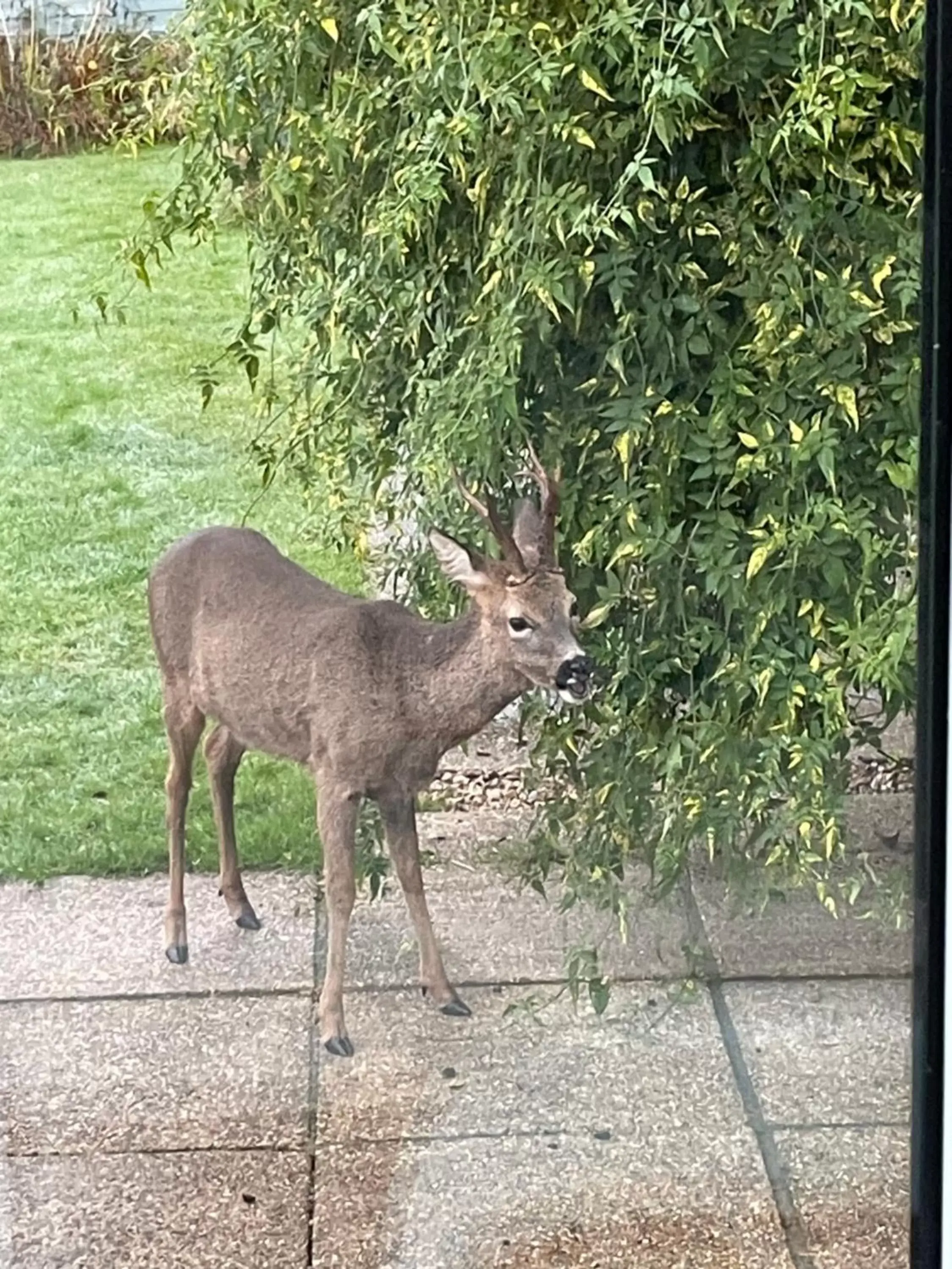 Garden, Other Animals in Nettle Bank