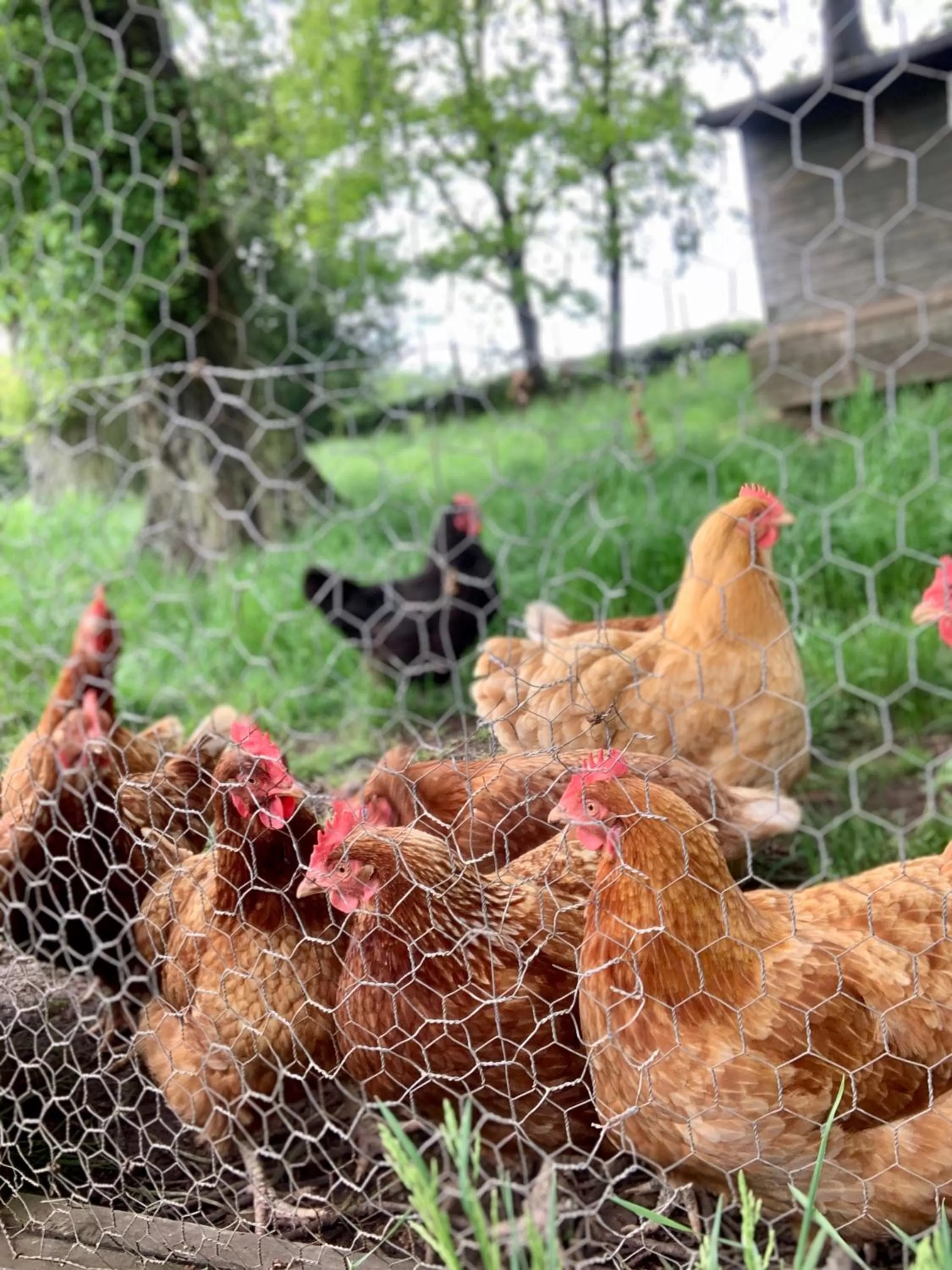 Animals in West Plean House