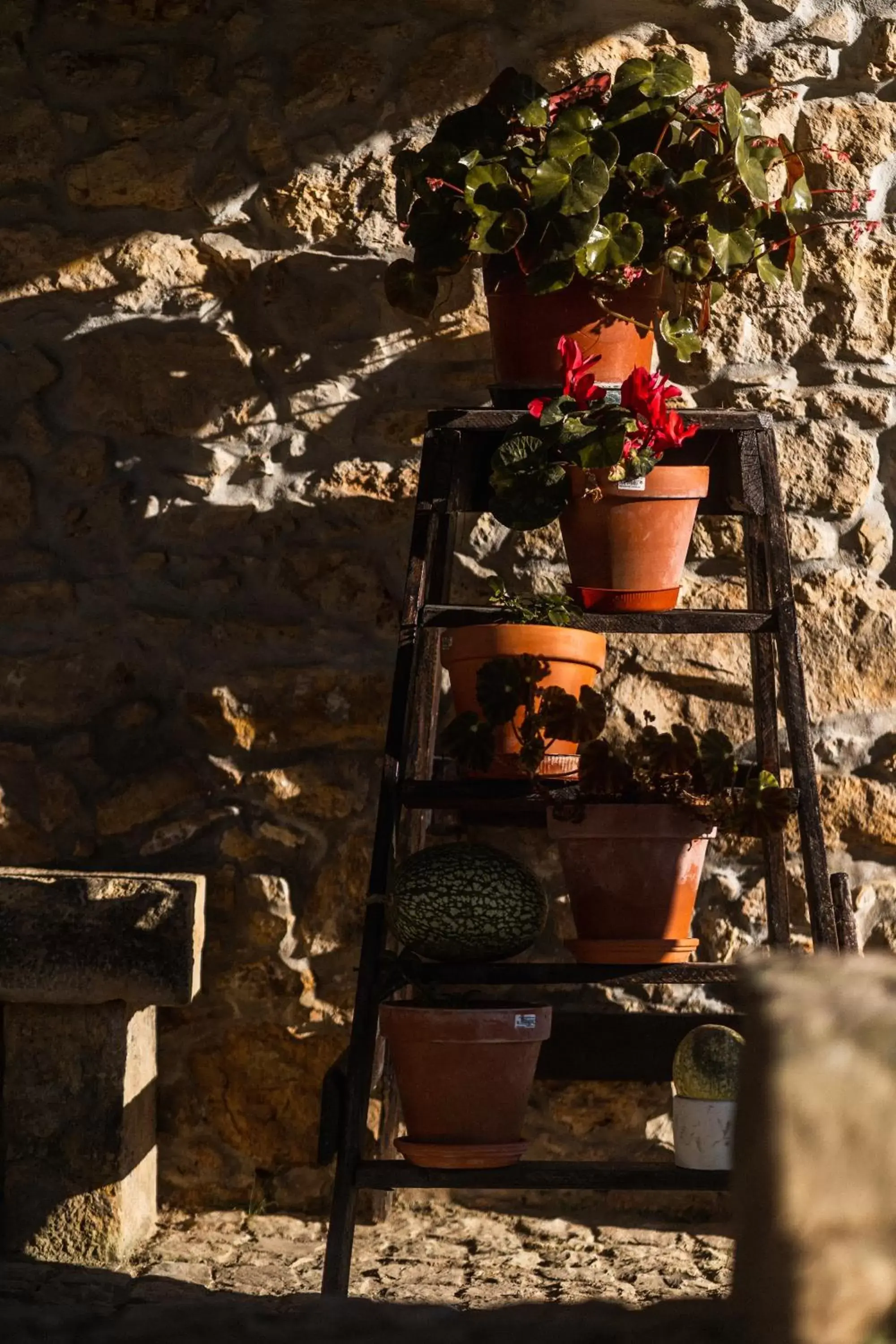 Garden in Granja da Cabrita