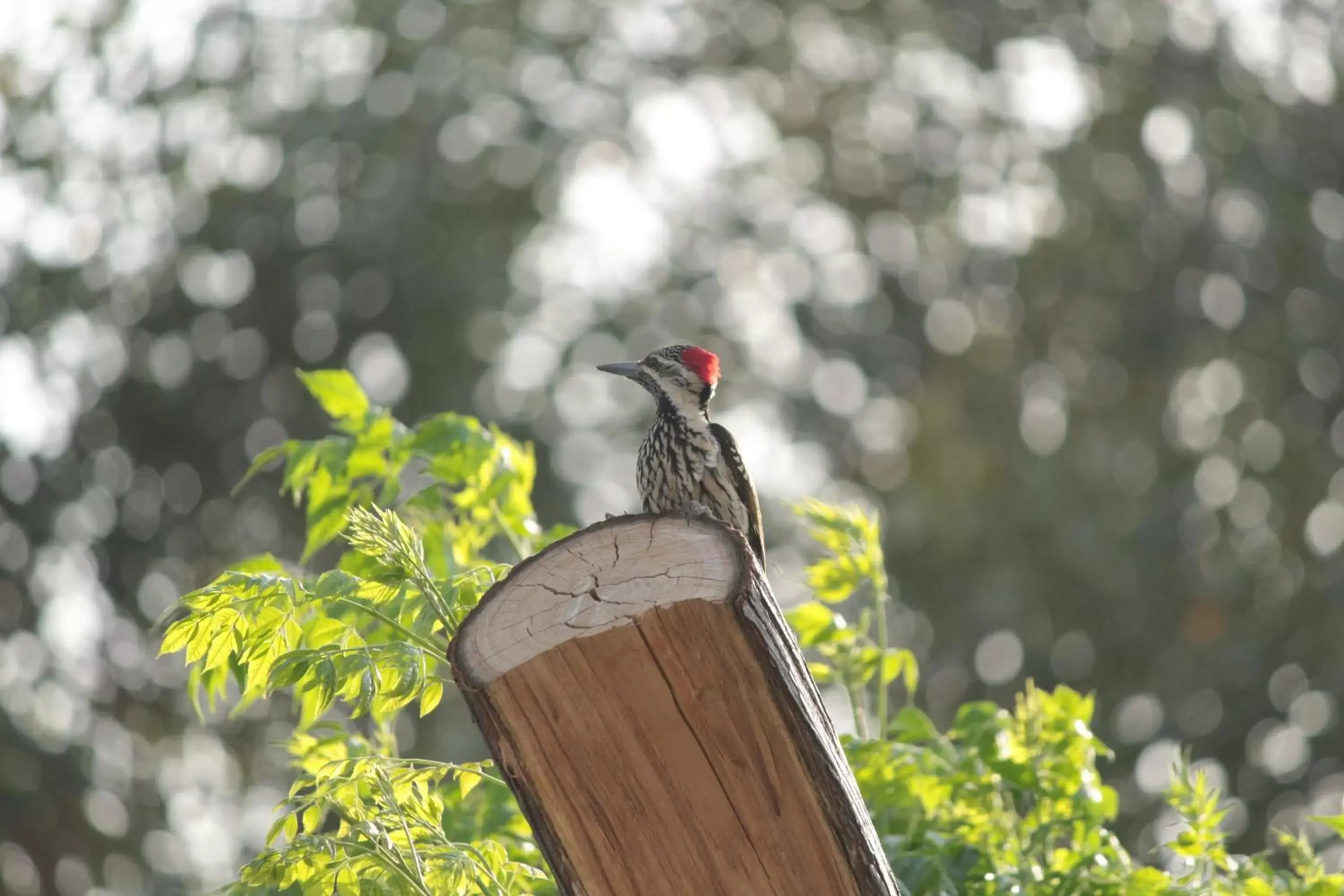 Other Animals in Ramgarh Lodge, Jaipur – IHCL SeleQtions