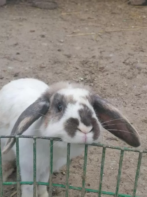 Other Animals in La roulotte des Trois Arbres