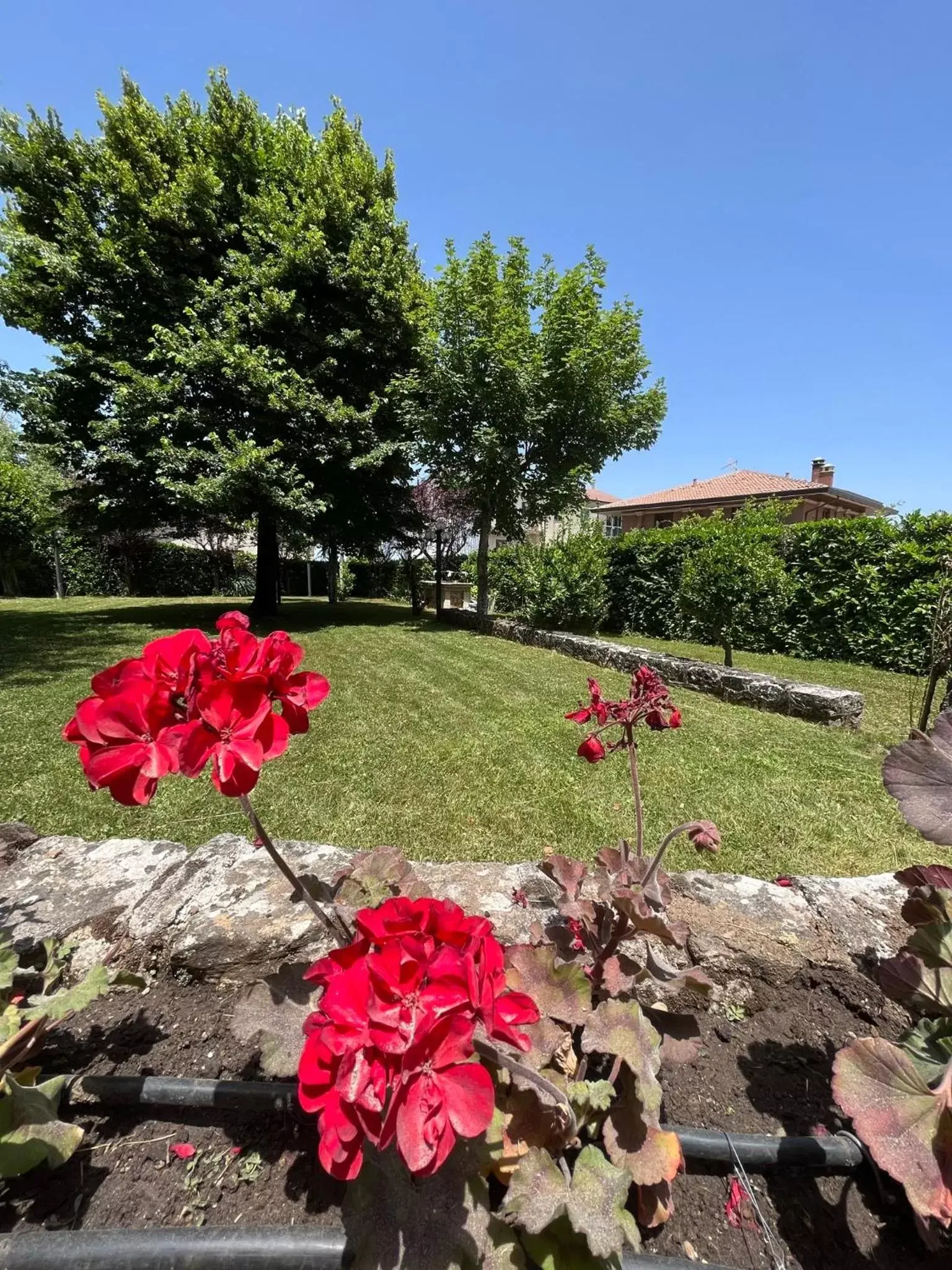 Day, Garden in Hotel Colucci