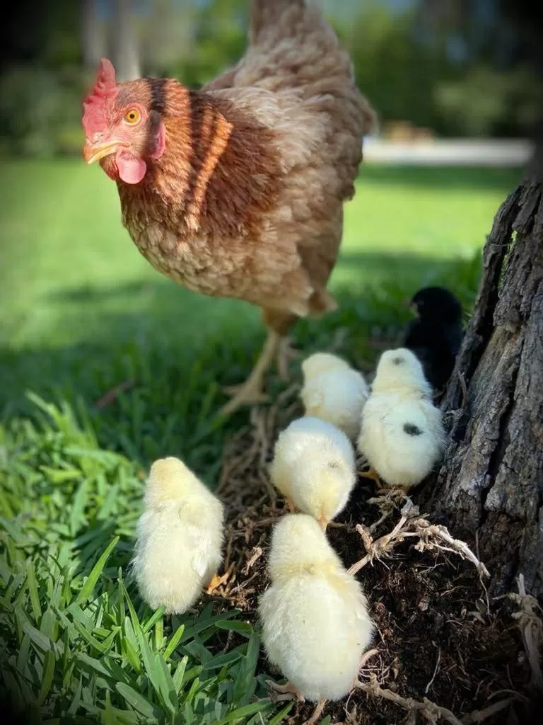 Animals, Other Animals in La Casa del Torreón