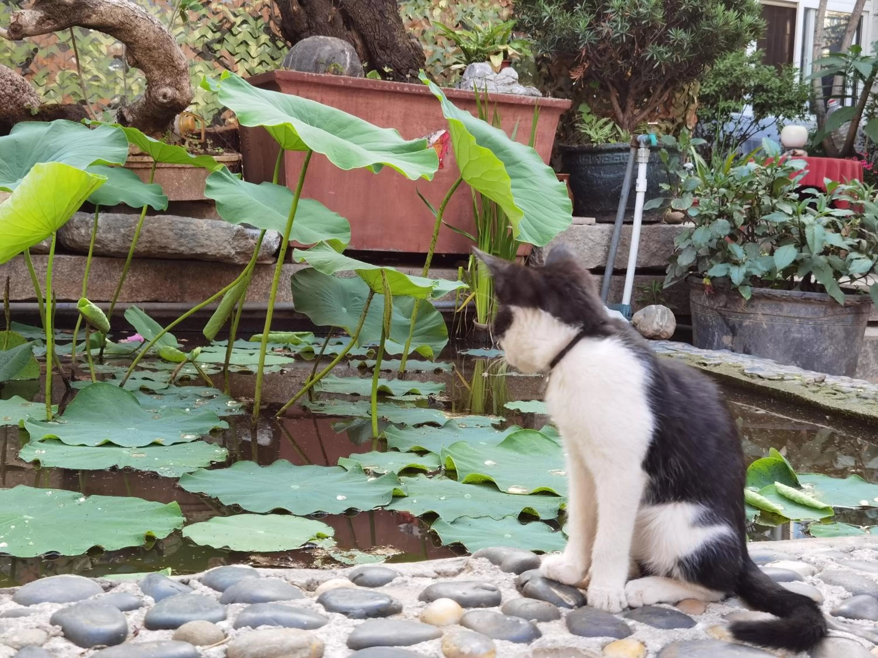 Pets in The Lily Pad Inn