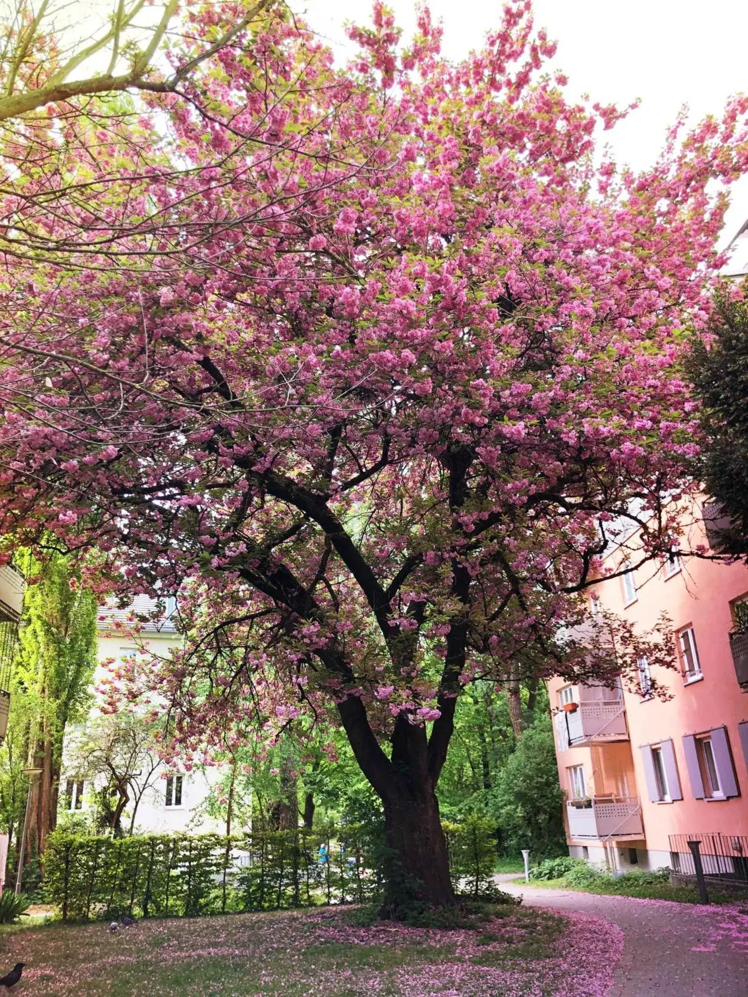 Spring in Hotel Mariahilf München