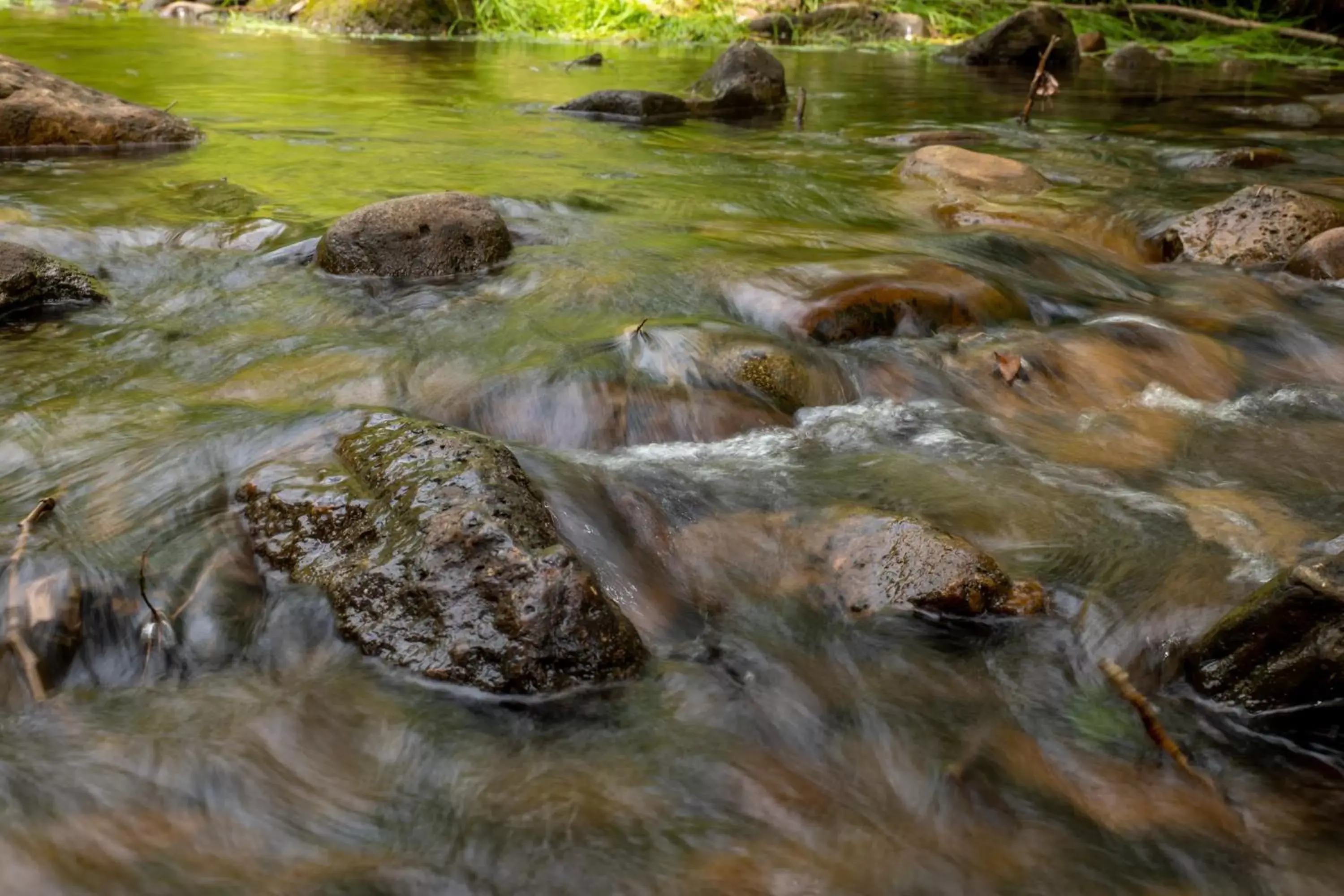 Natural landscape, Other Animals in Motel Durango