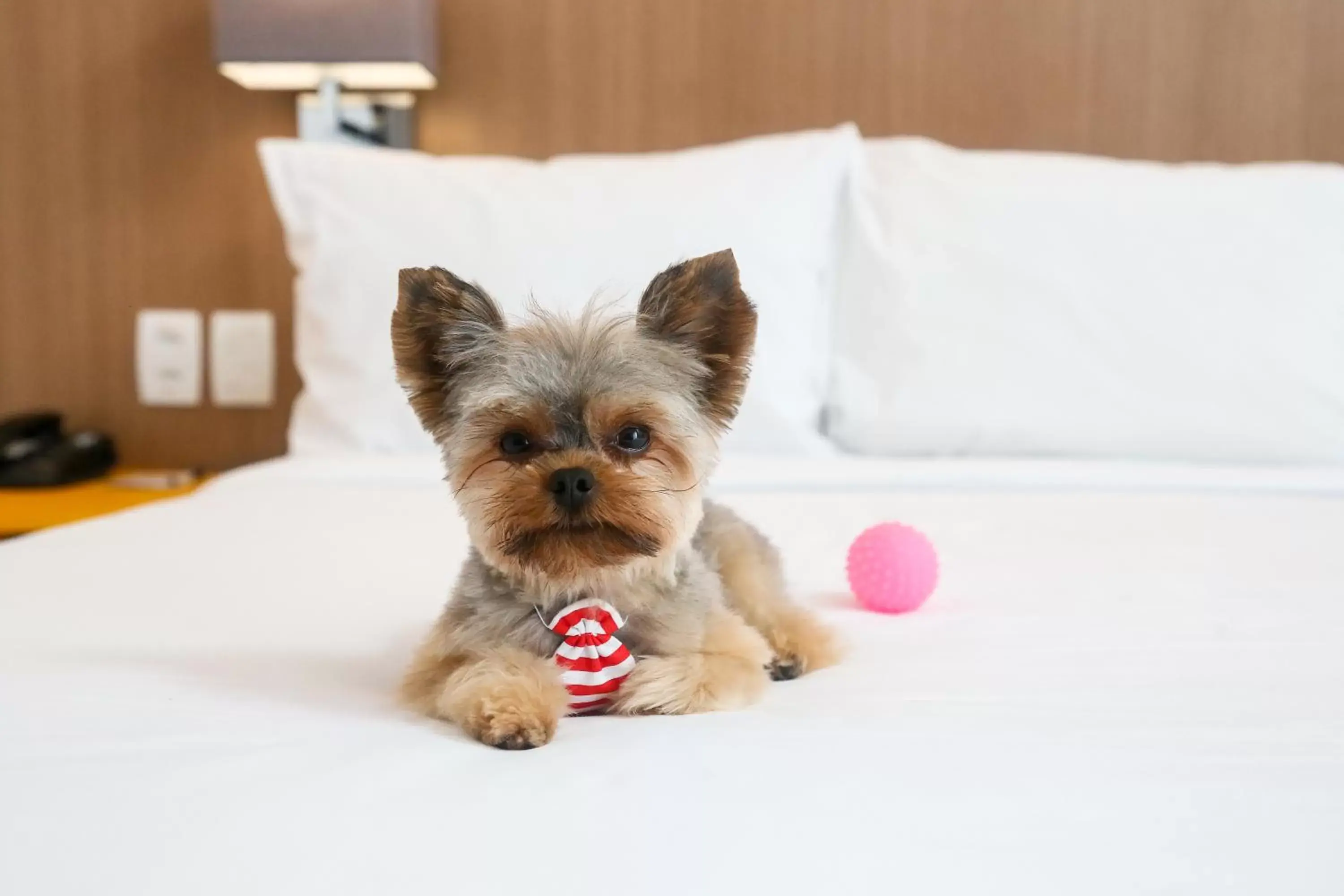 Pets in Radisson RED Campinas