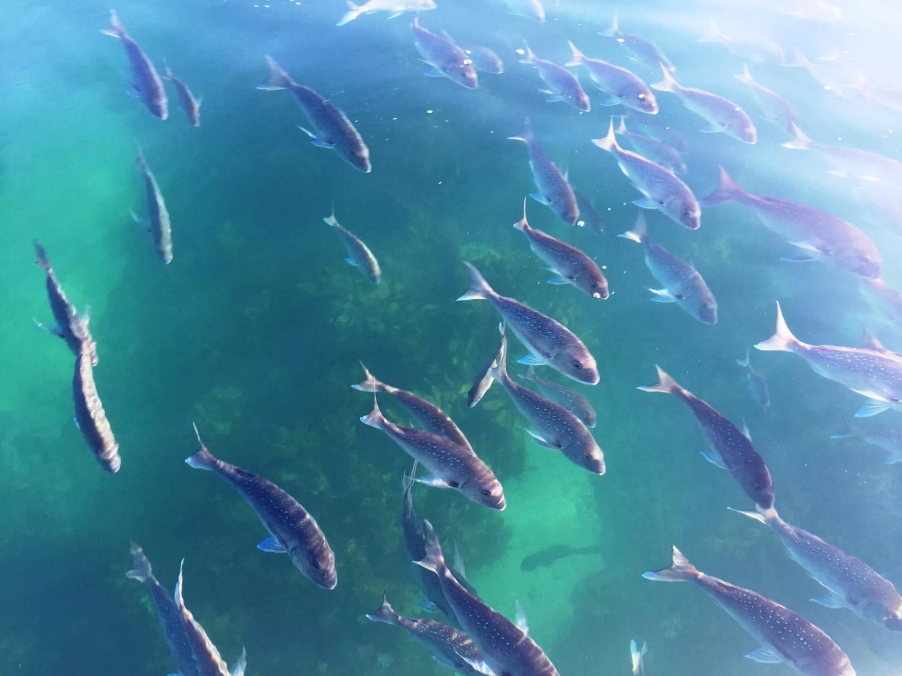 Off site in The Oceanside Motel