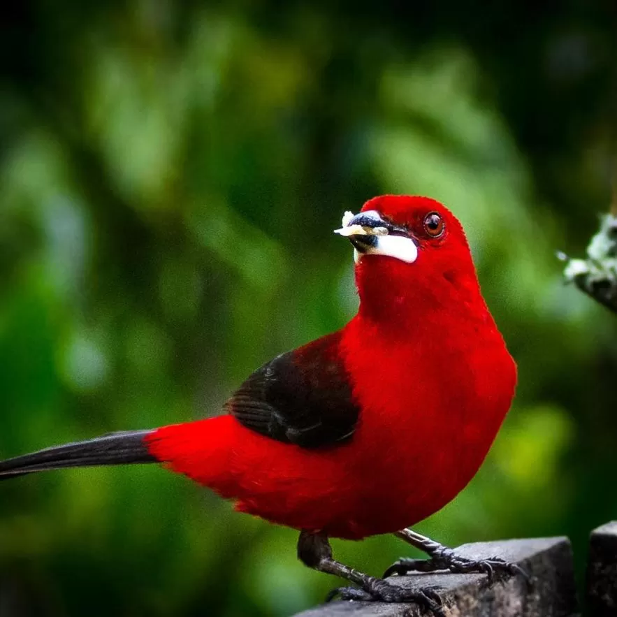 Animals in Pousada Vila Santa Barbara