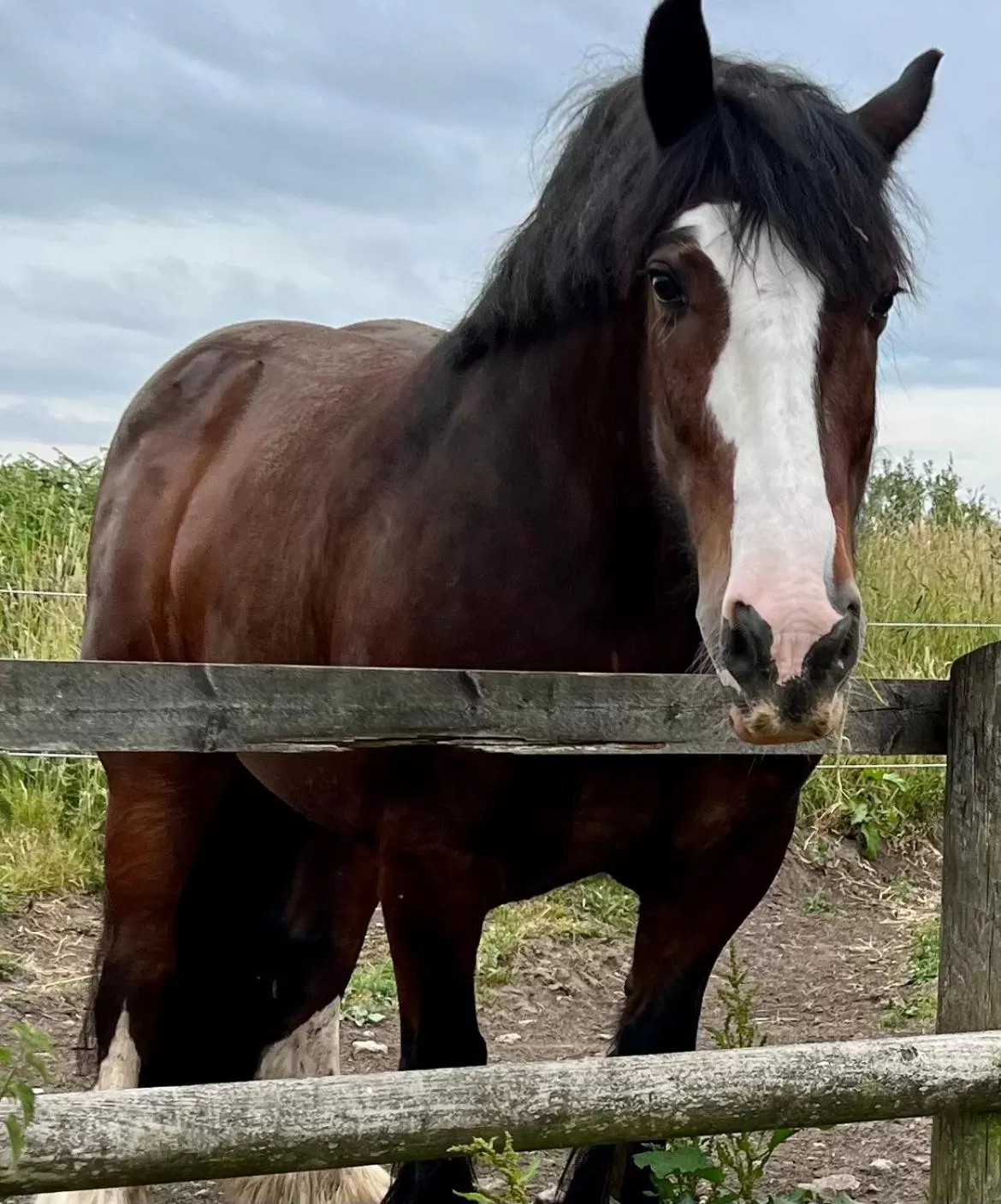 Pets, Other Animals in Beudy Bach