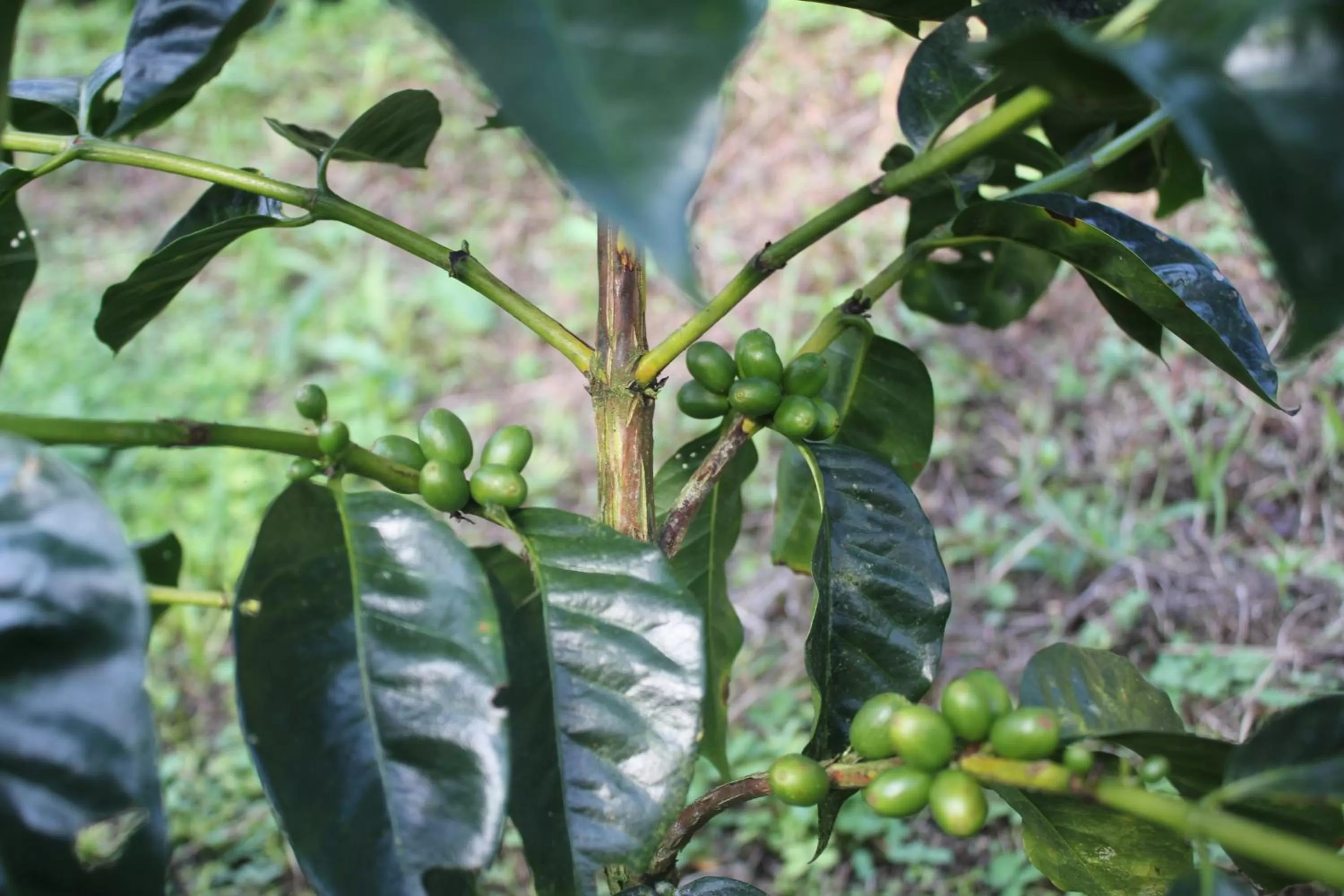 Natural landscape in Villa Cristina - Casa Boutique