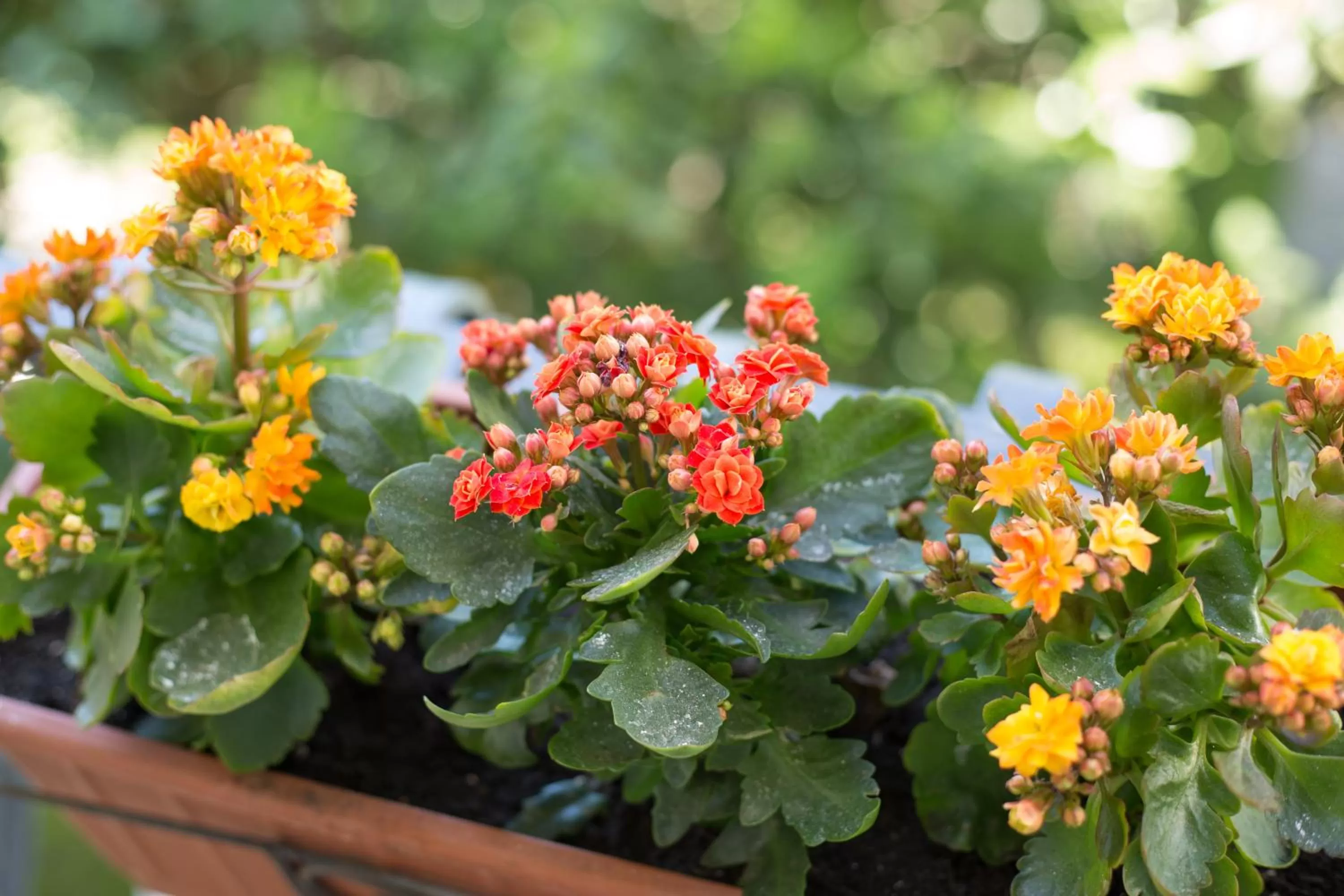 Spring in The Bellini House by House In Naples