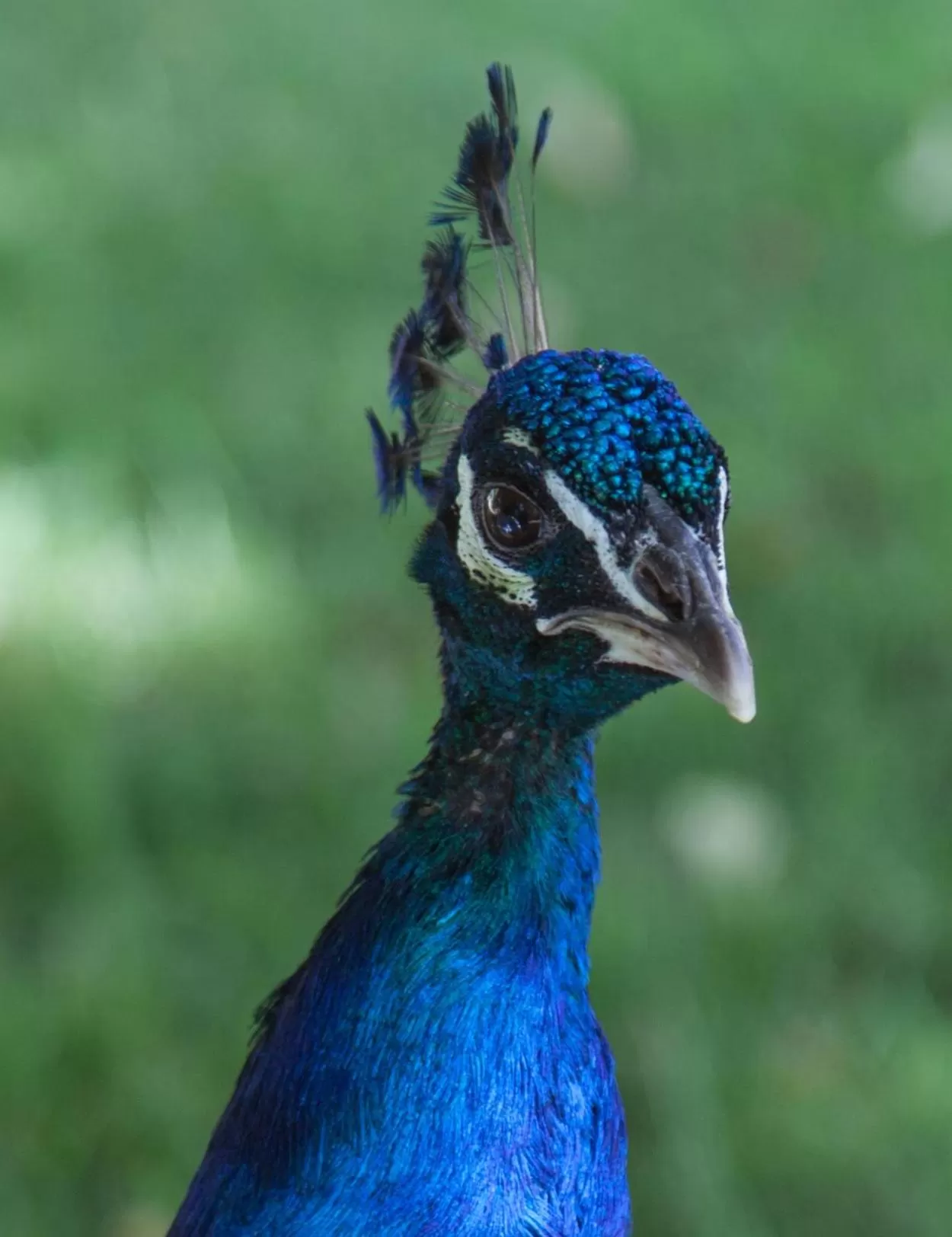 Other Animals in Maison Grandsire Chambres D'Hôtes