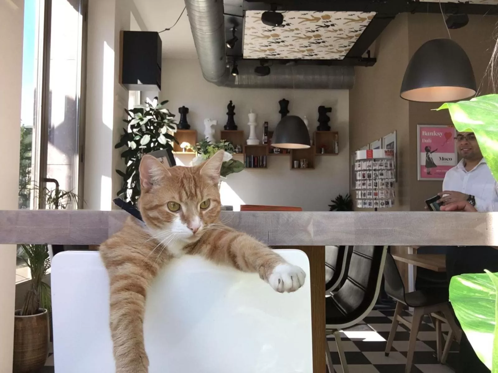 Pets in Hotel Mosaic City Centre