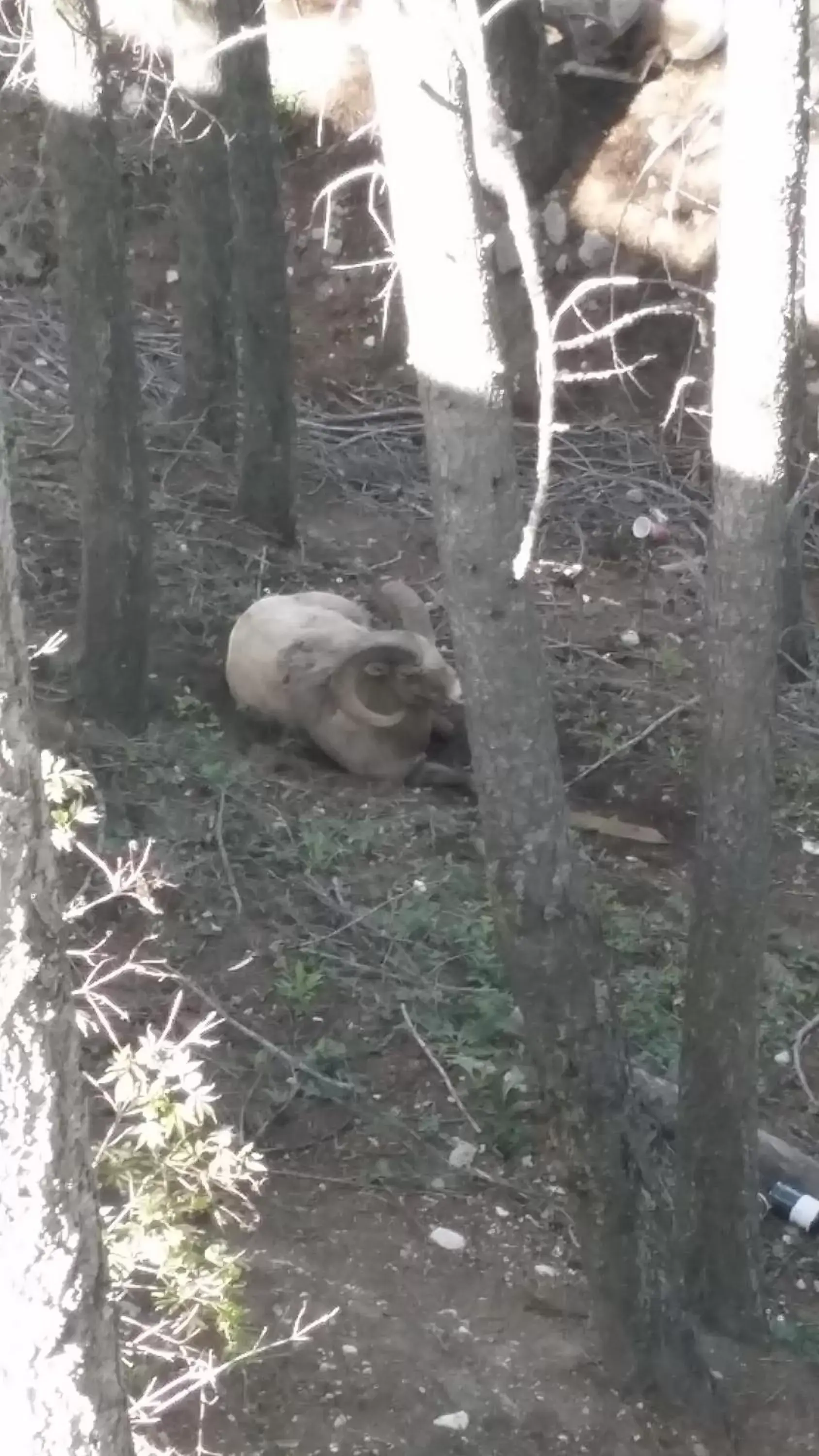 View (from property/room), Other Animals in AppleTree Inn