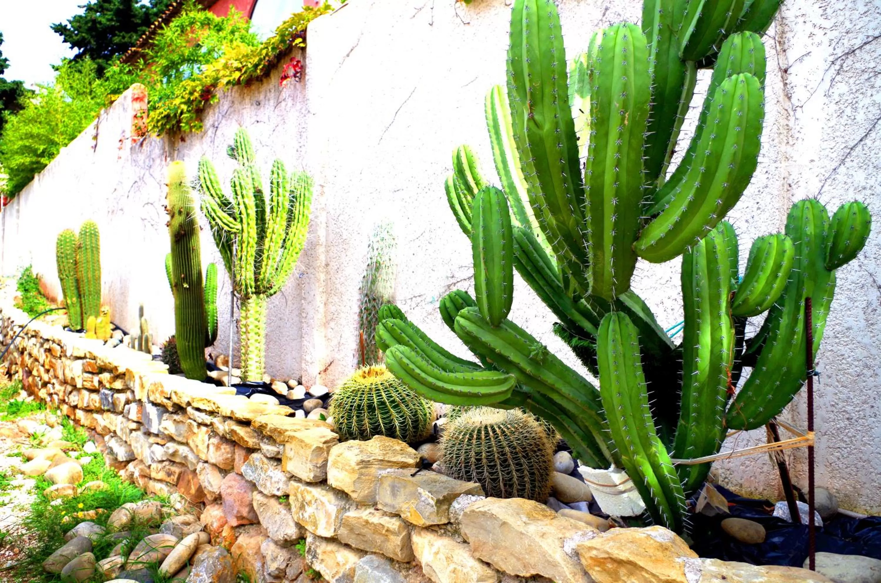 Garden, Other Animals in B&B Val D'azur