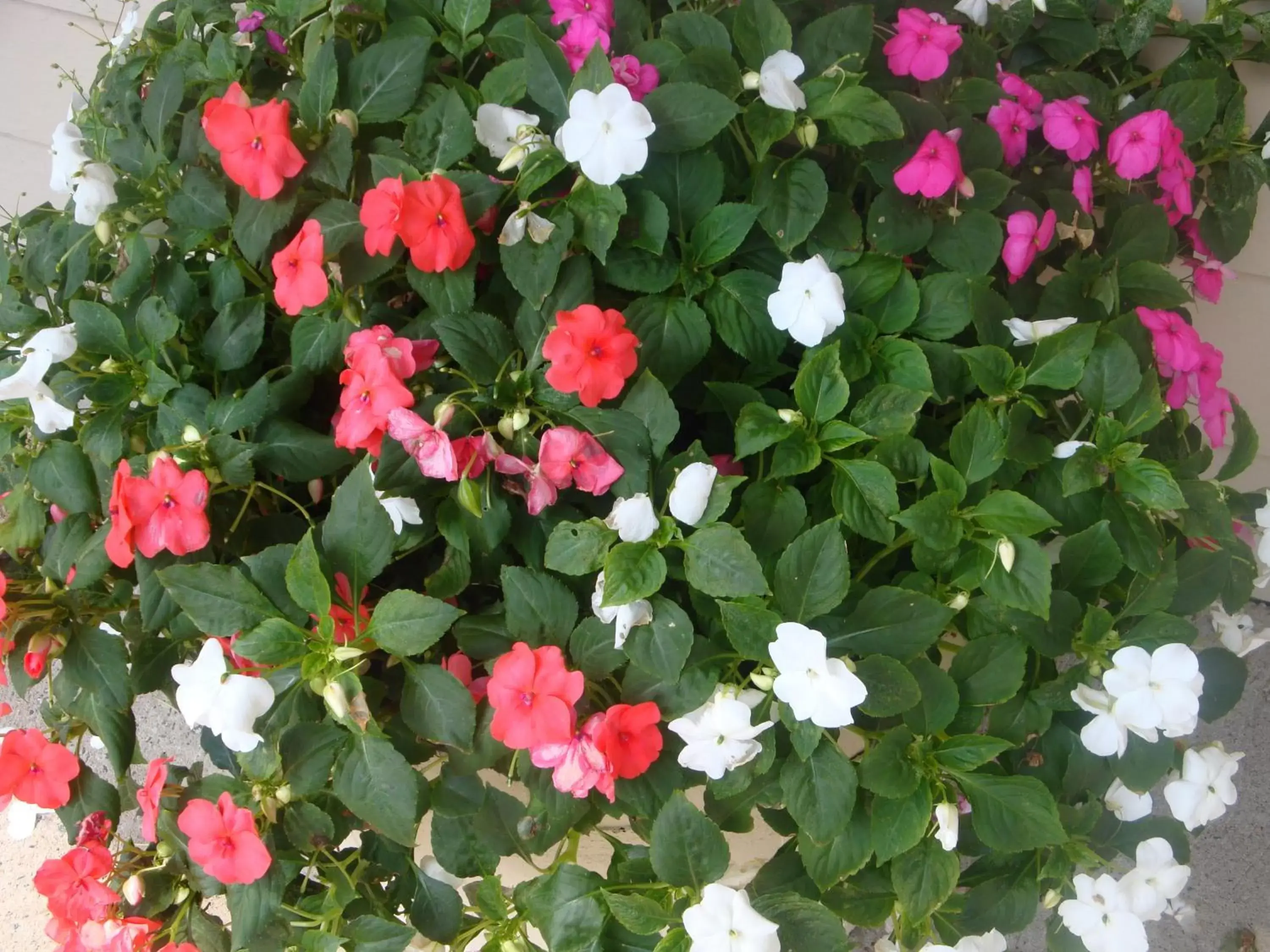 Garden in Maple Leaf Inn Lake Placid