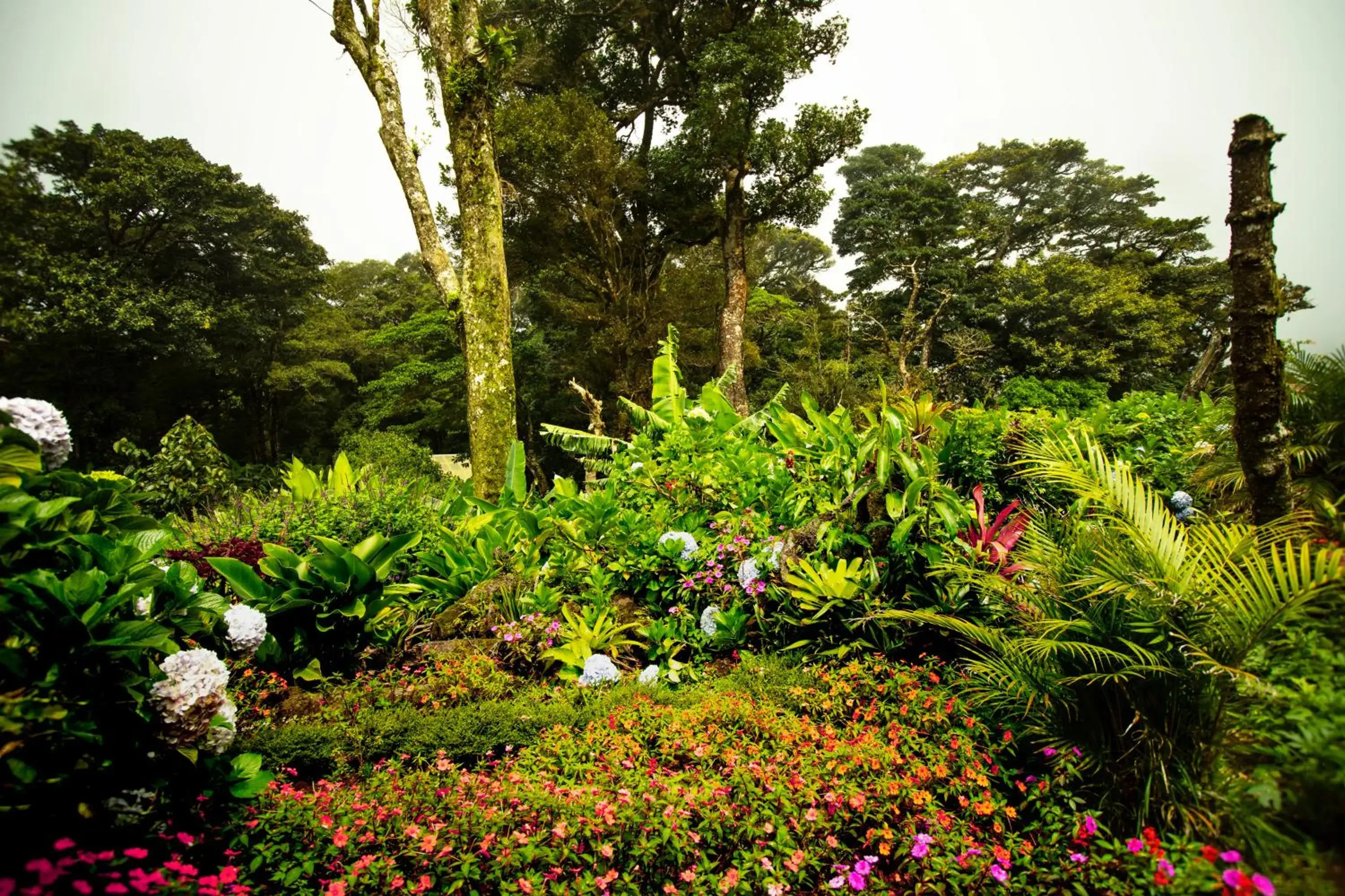 Natural landscape, Garden in Trapp Family Lodge Monteverde