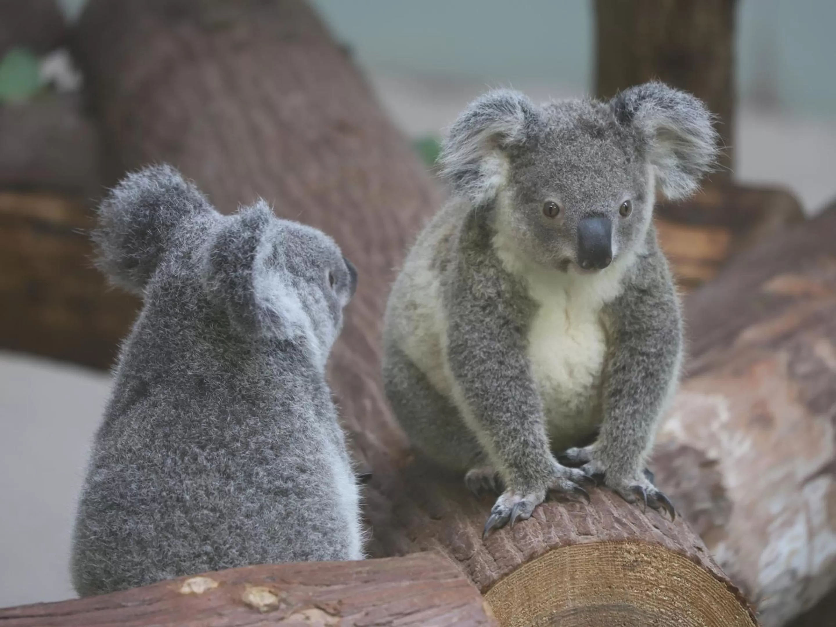 Nearby landmark in JR Kyushu Hotel Kagoshima
