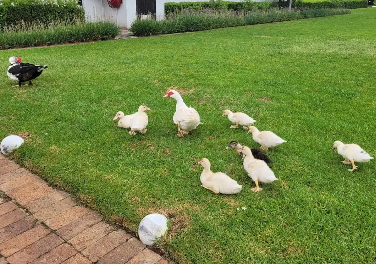 Garden view, Other Animals in Kievits Kroon Gauteng Wine Estate