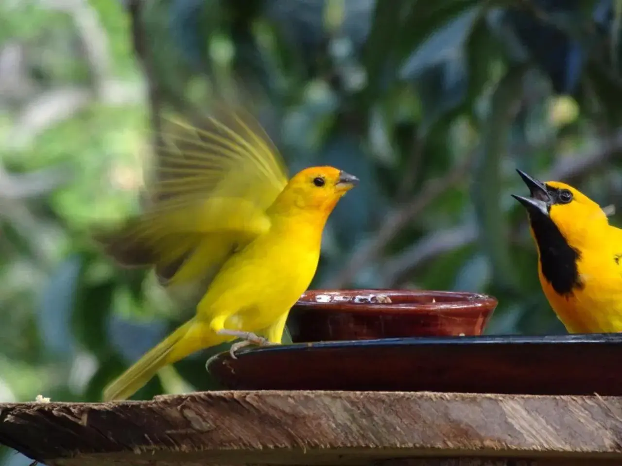 Animals, Other Animals in Hotel Terra Barichara