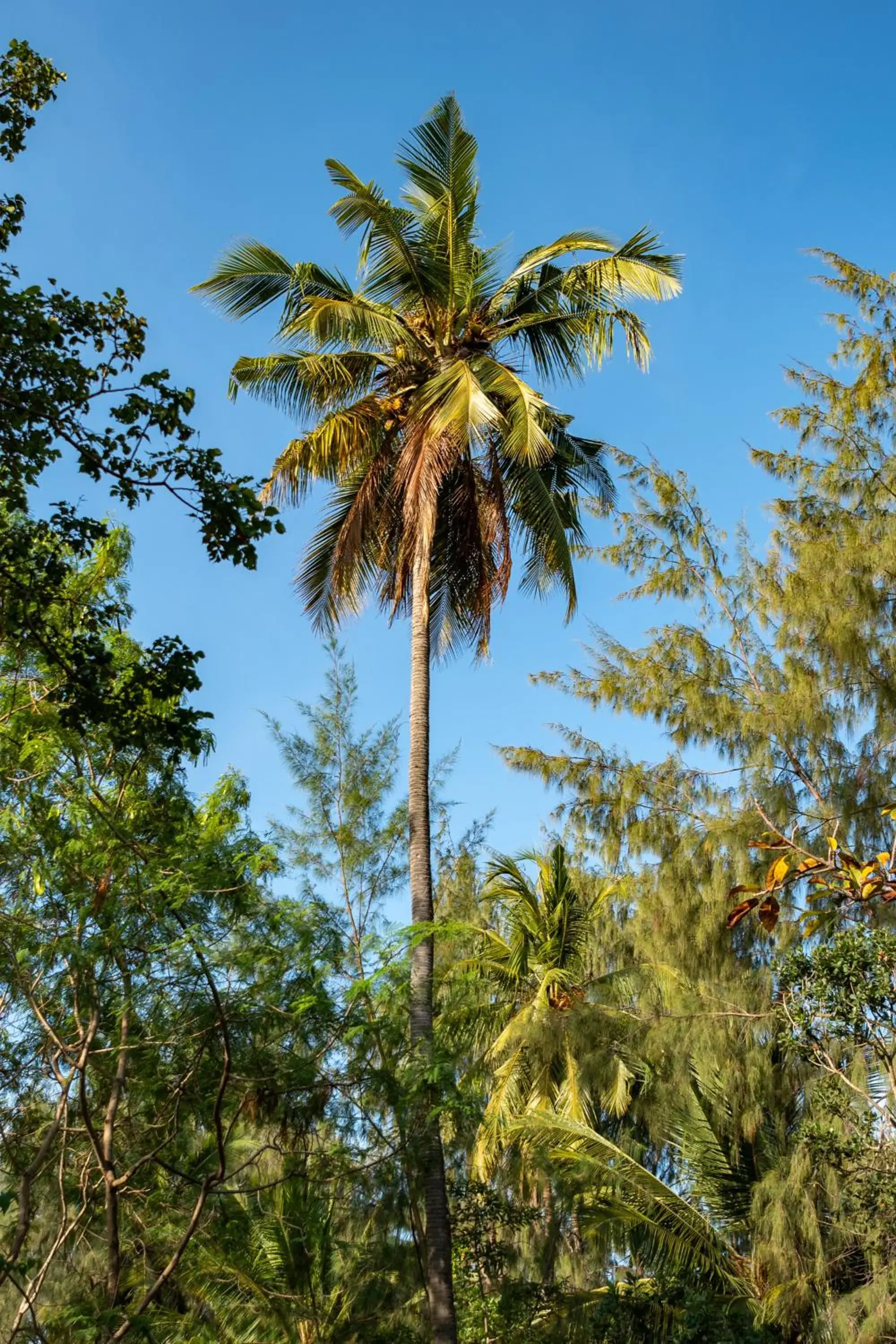 Natural landscape in Hakuna Majiwe Beach Lodge Zanzibar