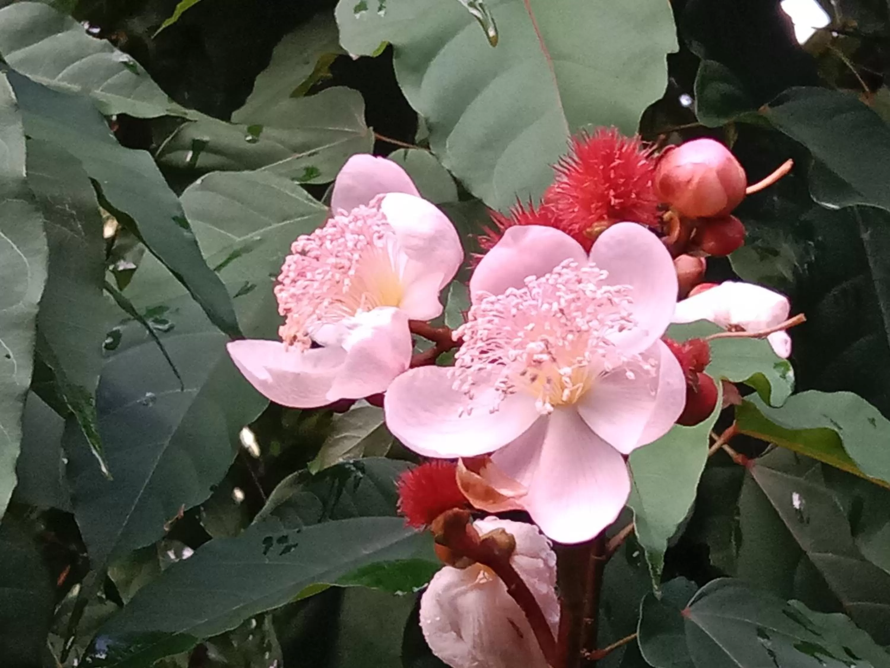 Tree Tops River Huts
