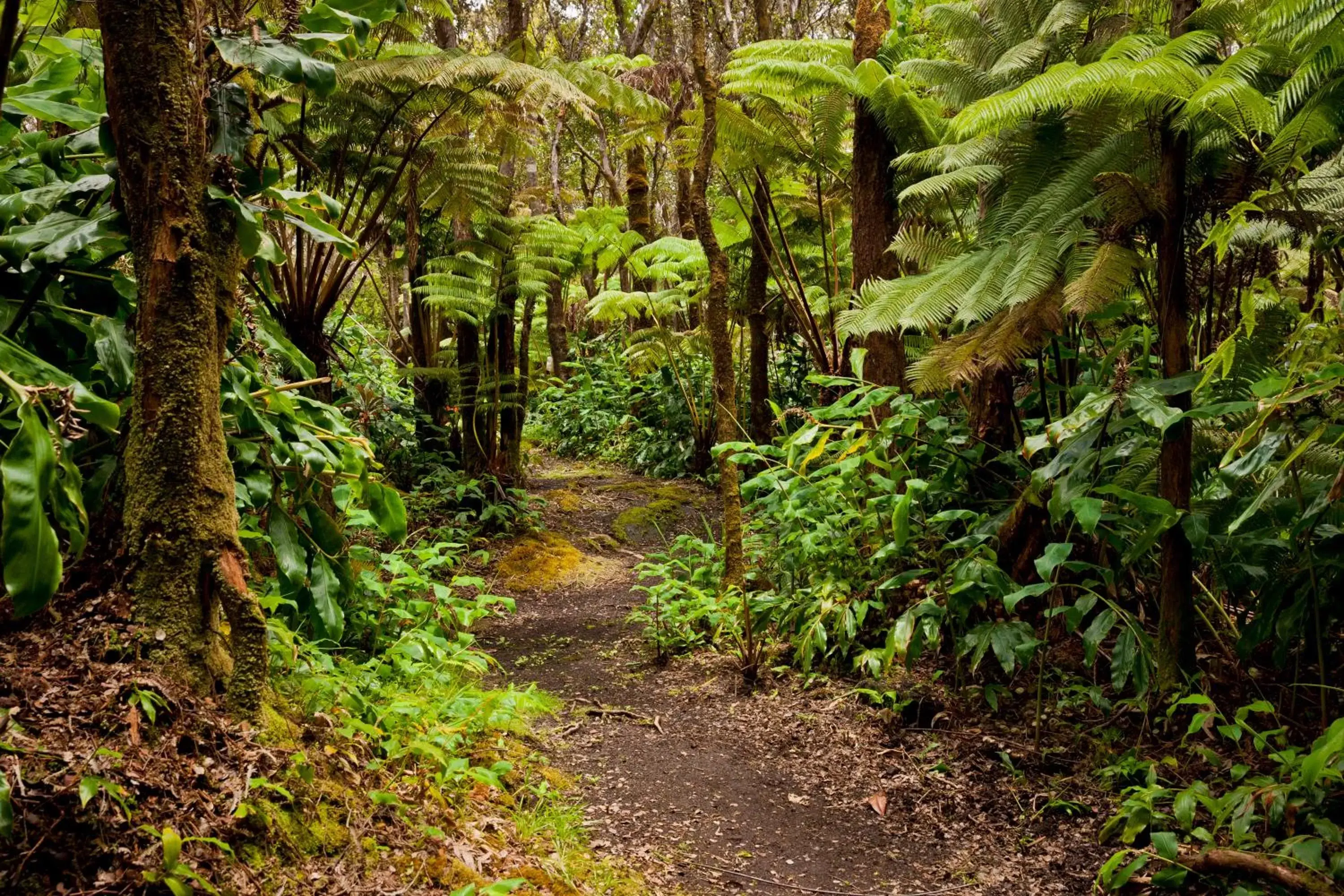 Garden, Natural Landscape in Hale 'Ohu Bed & Breakfast