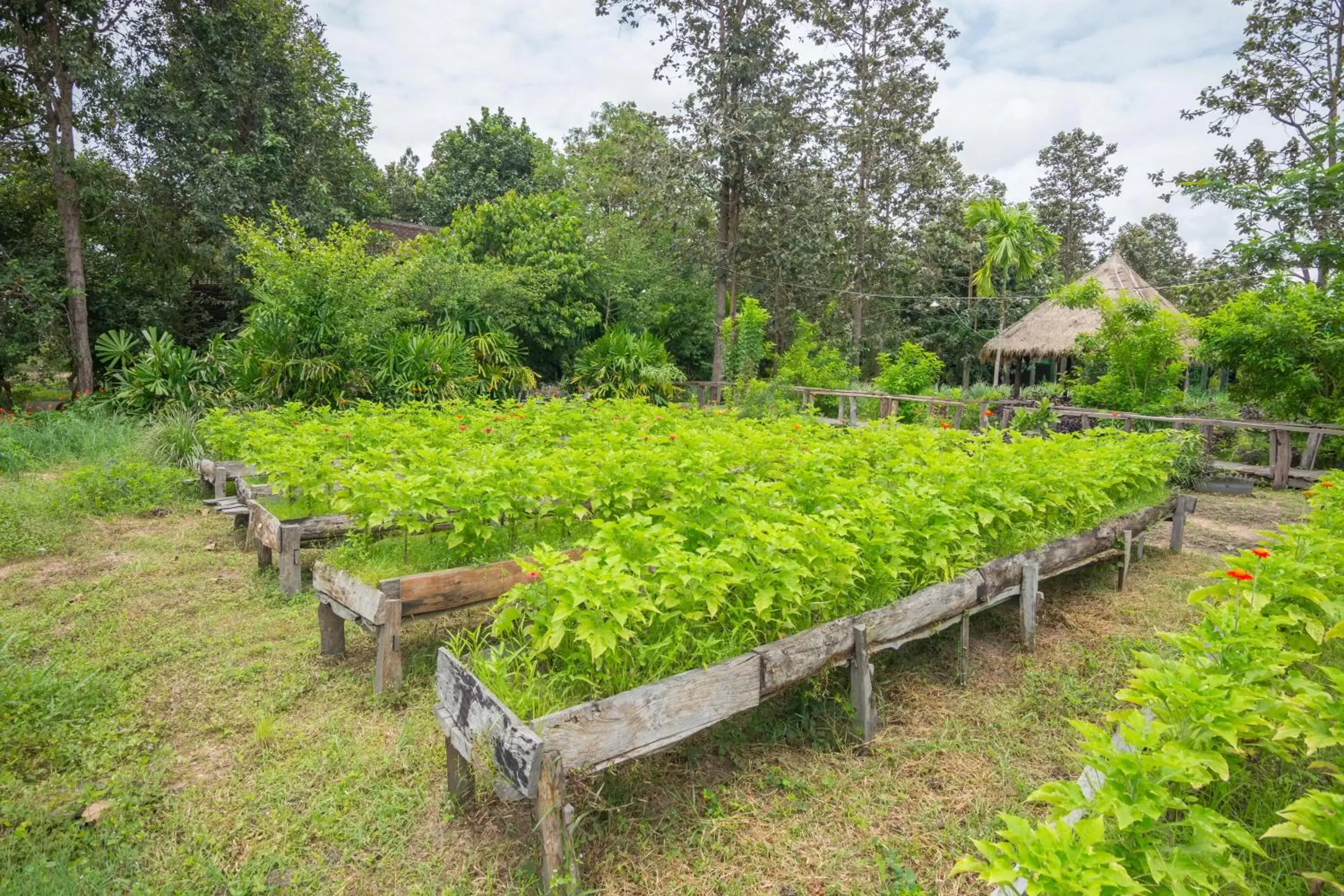 Summer, Garden in Bong Thom Forest Lodge