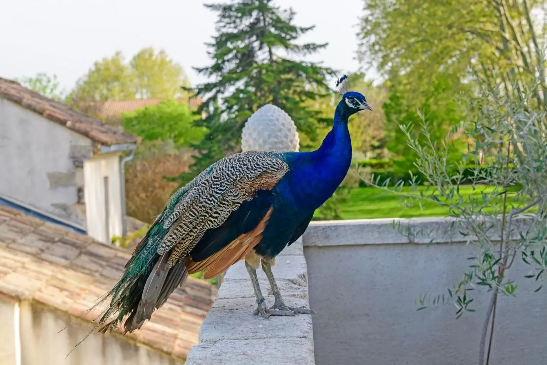 Other, Other Animals in Bastide de Bellegarde