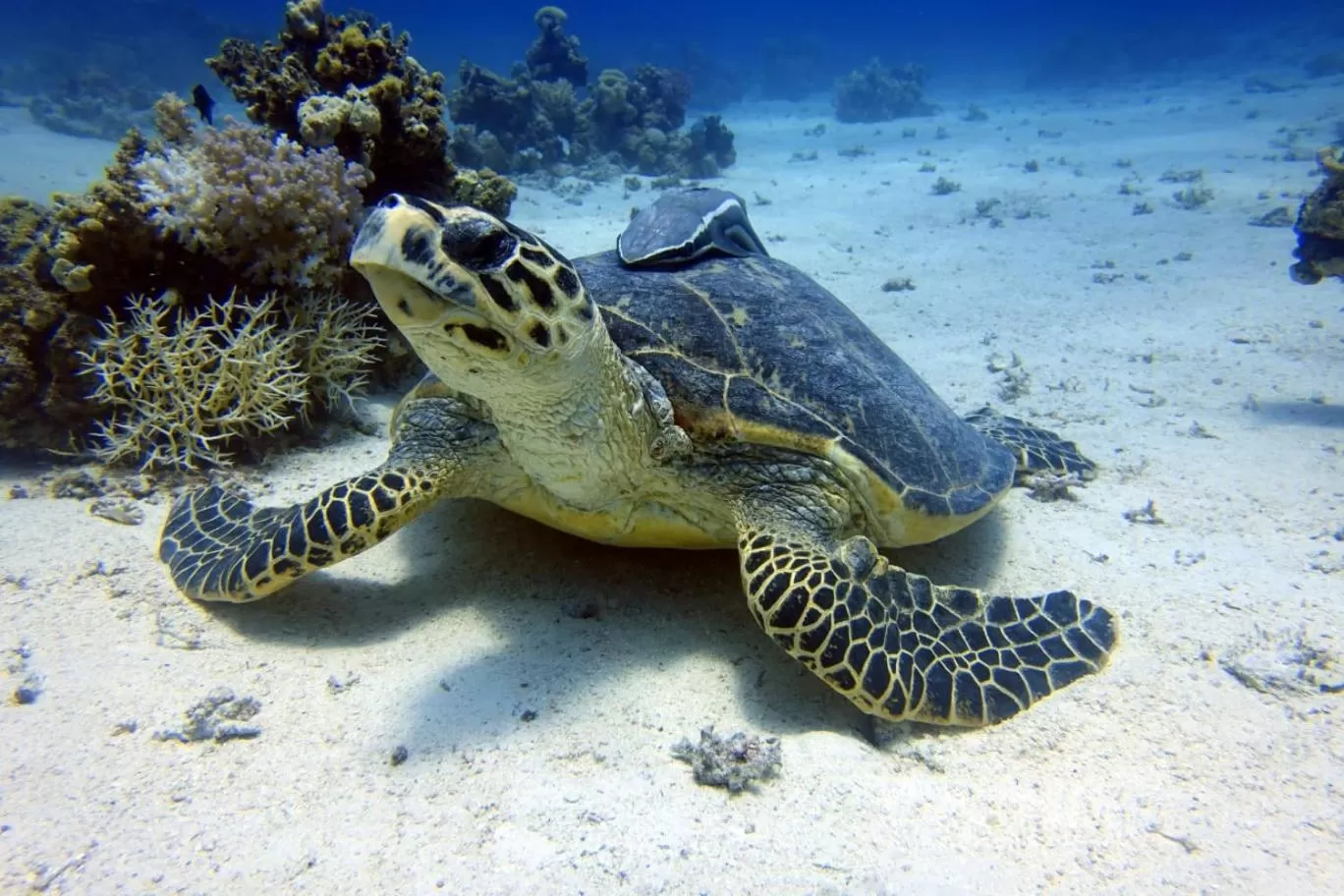 Diving in Cocolala Beach House