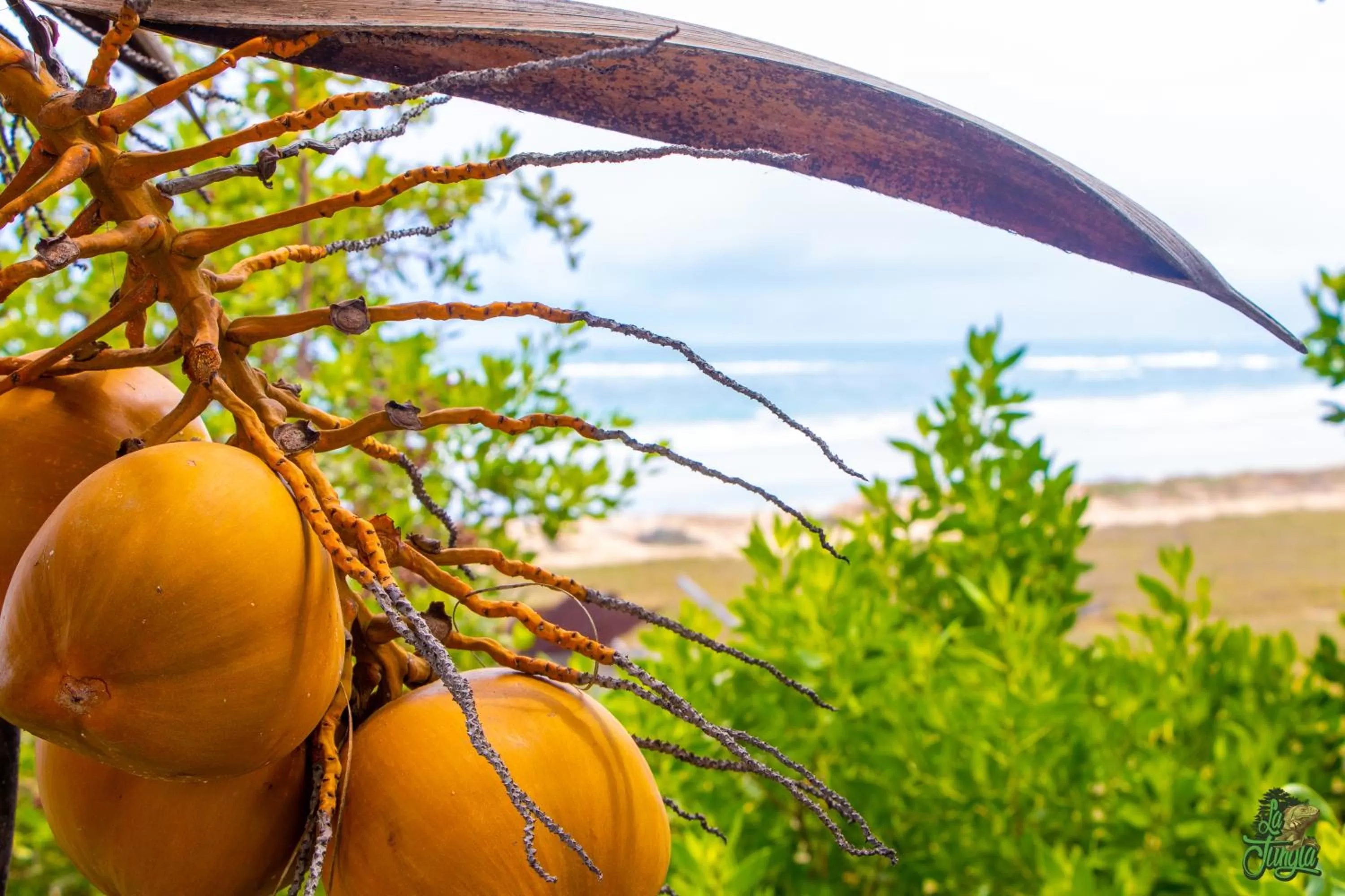 Landmark view in Hotel La Jungla