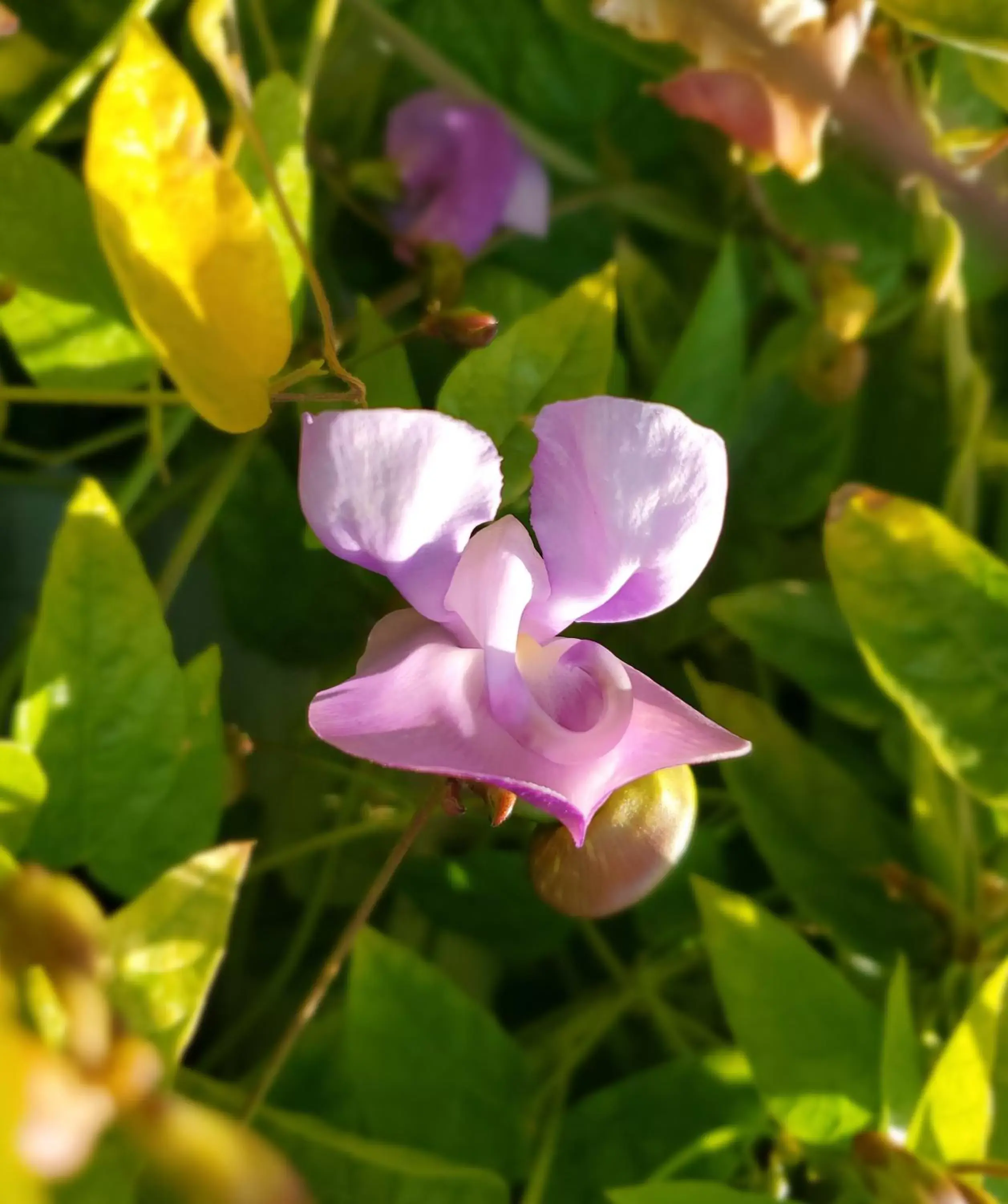 Garden in Colony Inn