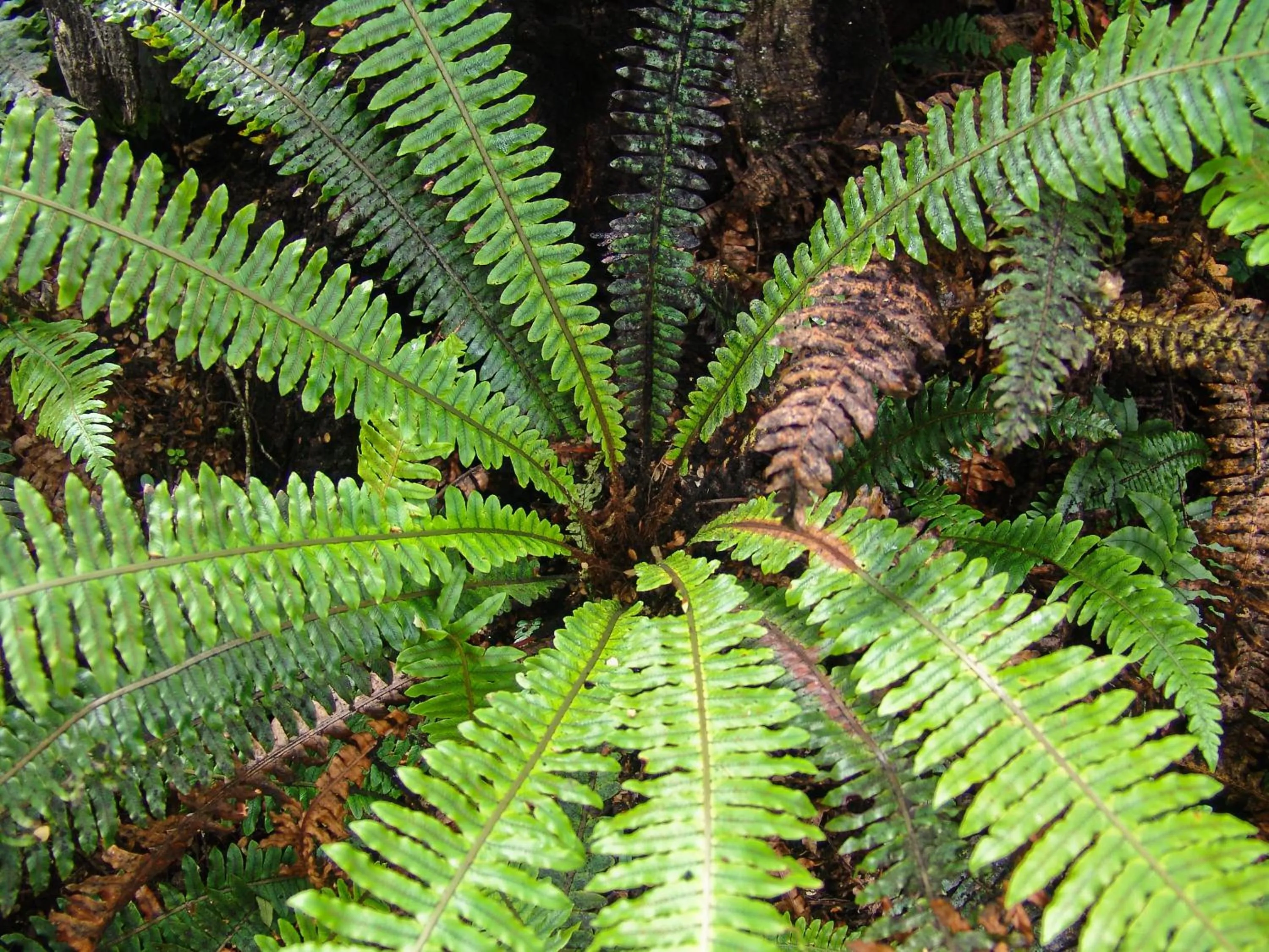 Hiking in Abisko Lodge