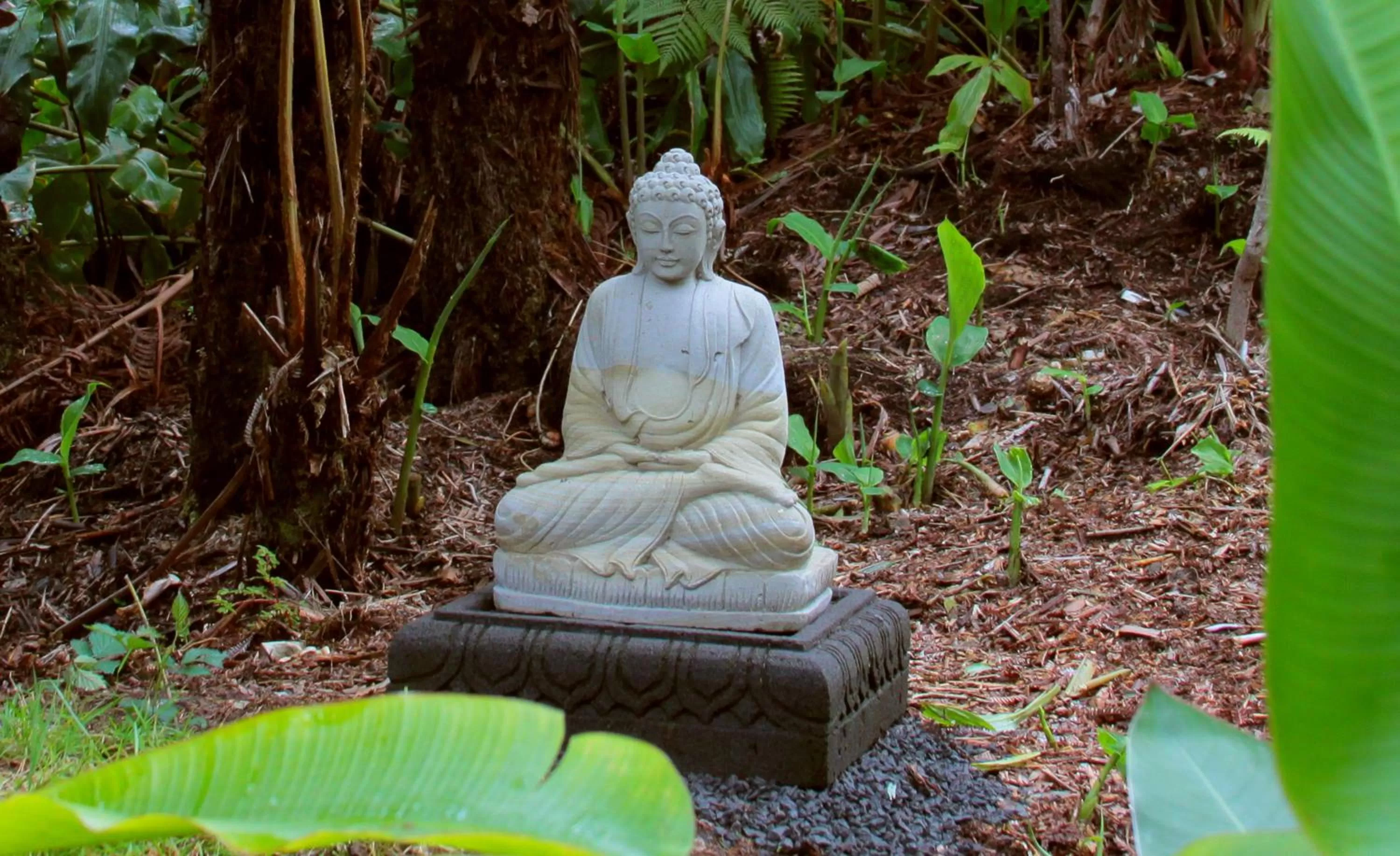 Garden in Lotus Garden Cottages