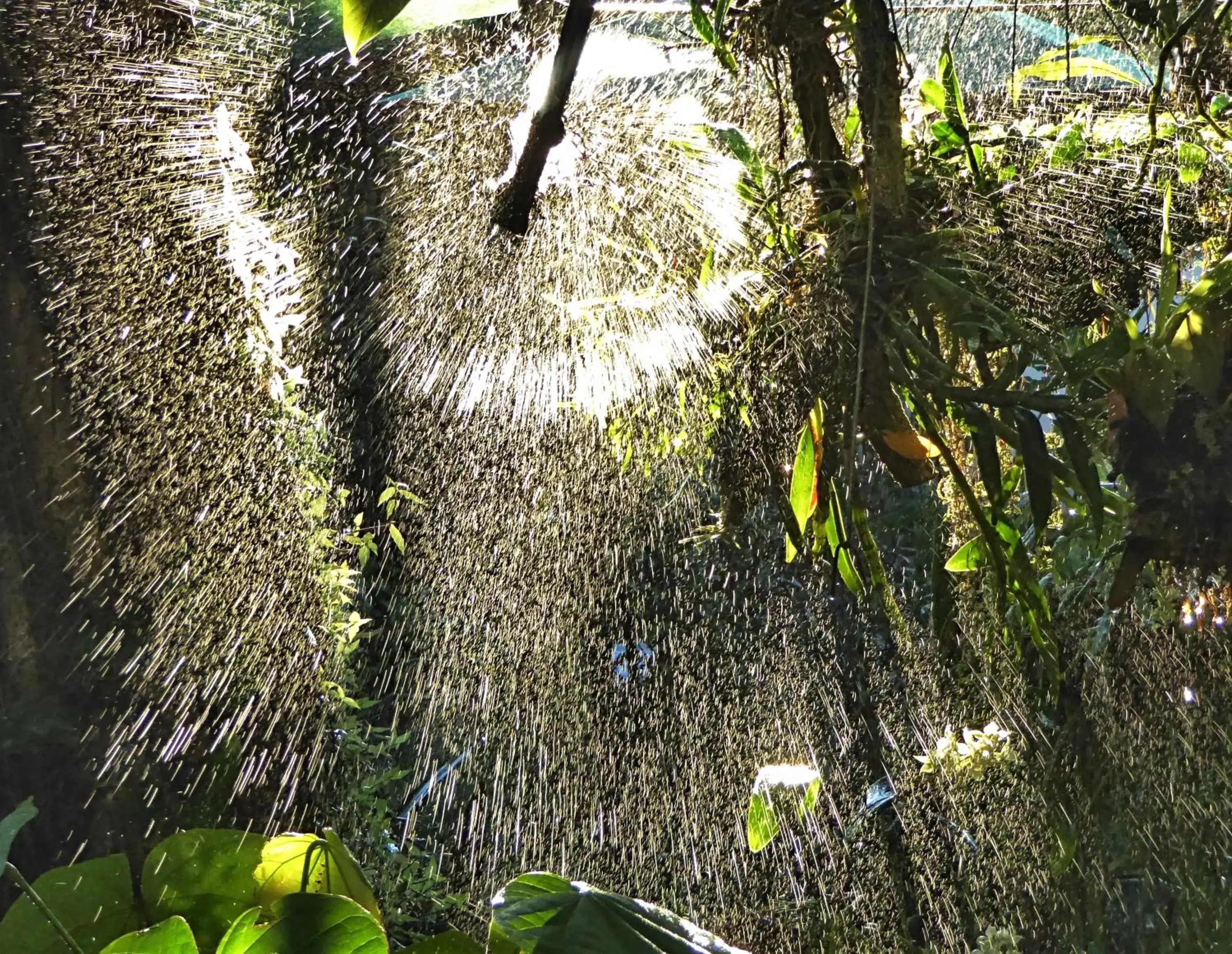 Garden in Pura Vida Hotel