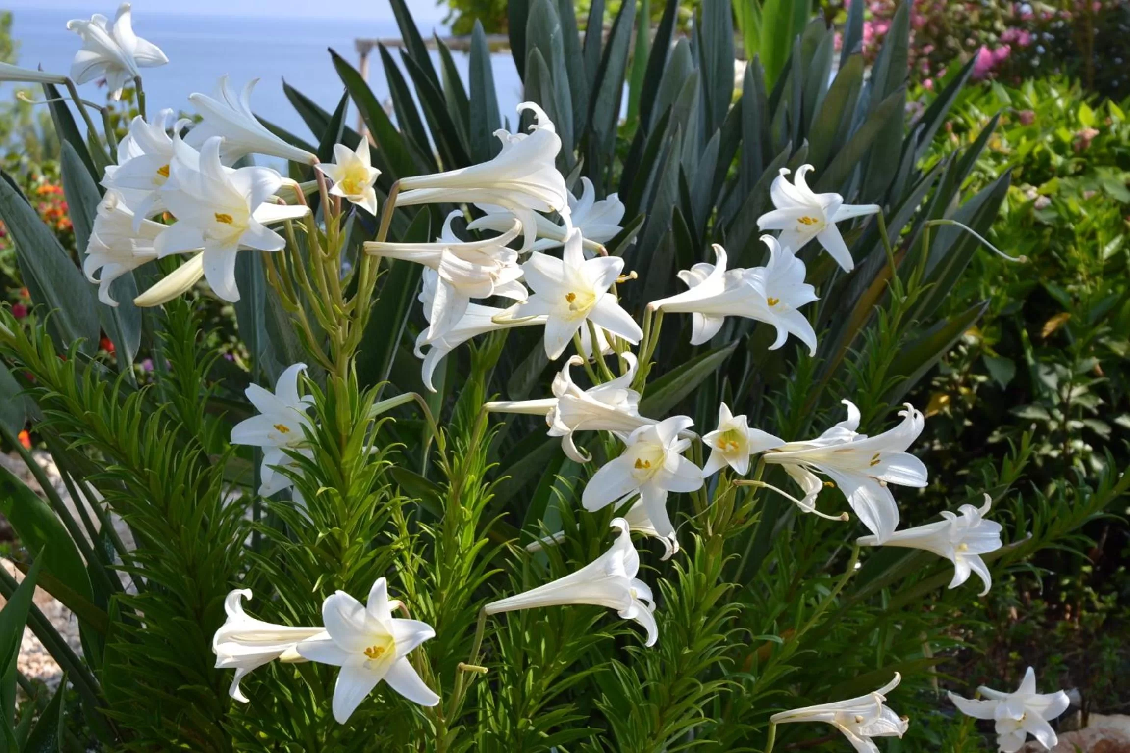Neighbourhood in Aphrodite Beach Hotel