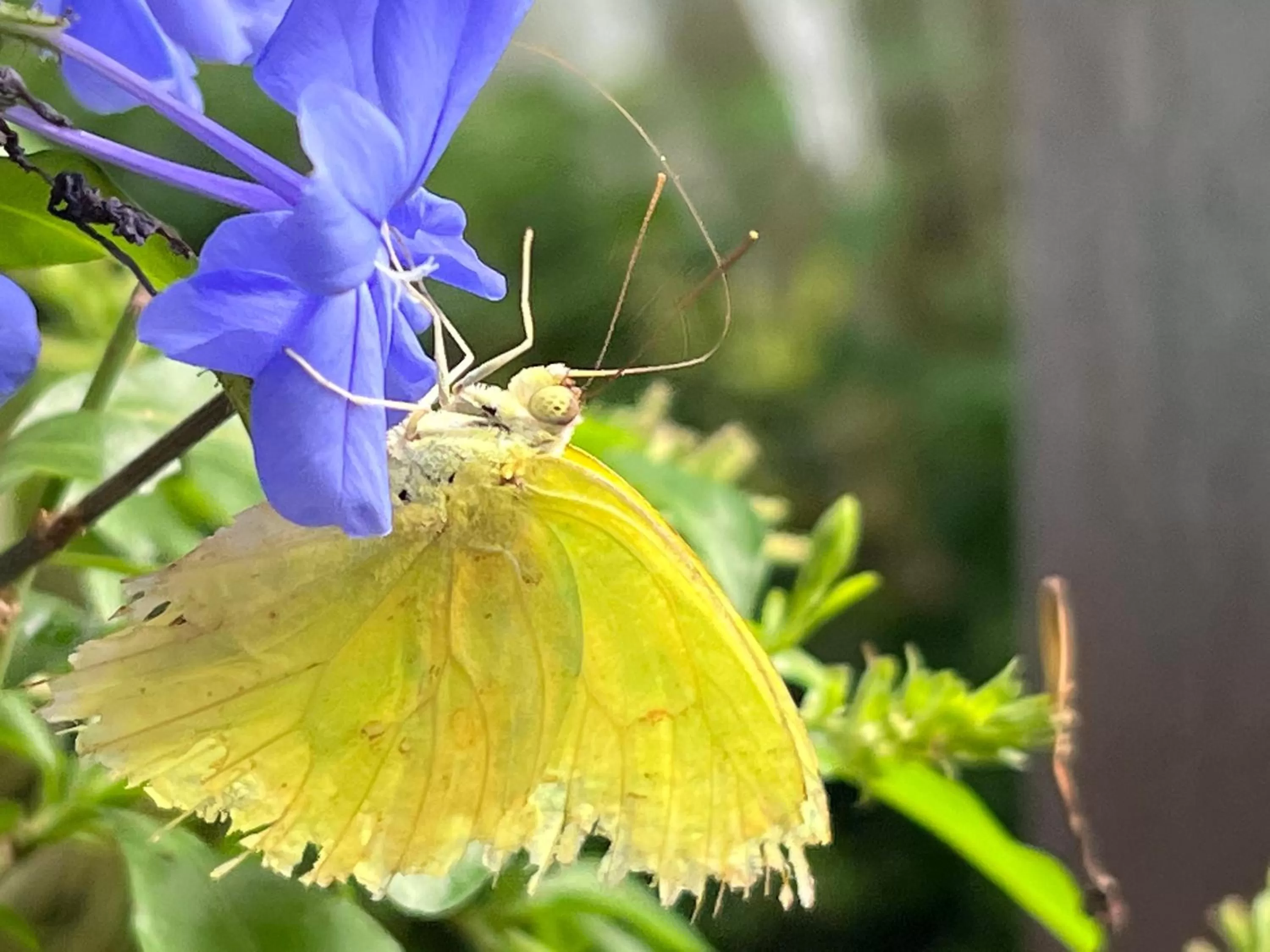 Other Animals in Villa Famiri Boutique hotel
