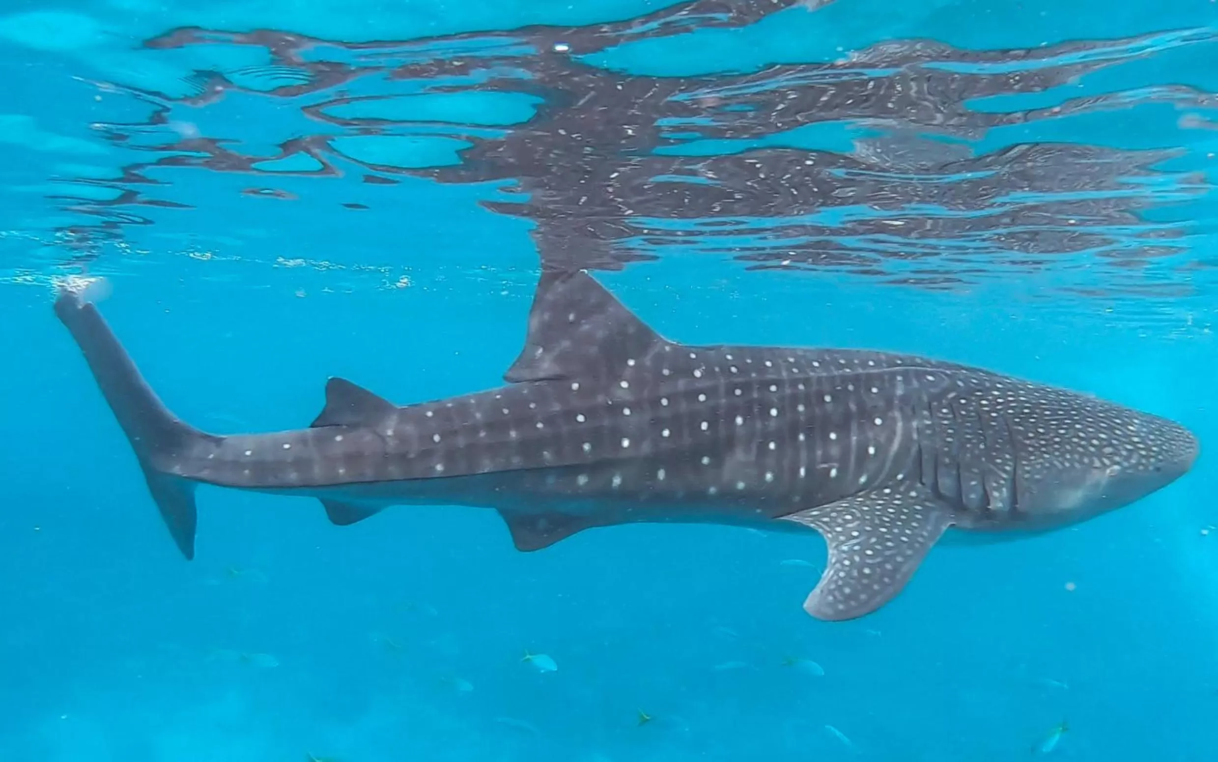 Spring in Hotel Posada Luna Sol