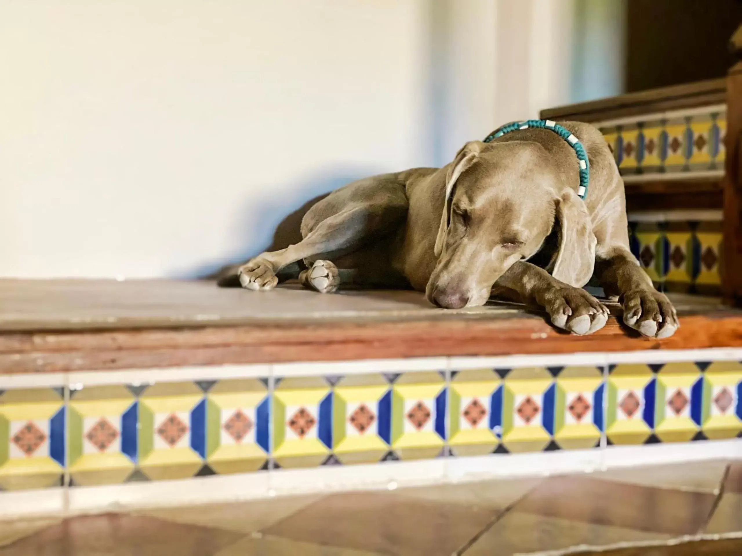 Pets in Mansion taratatá