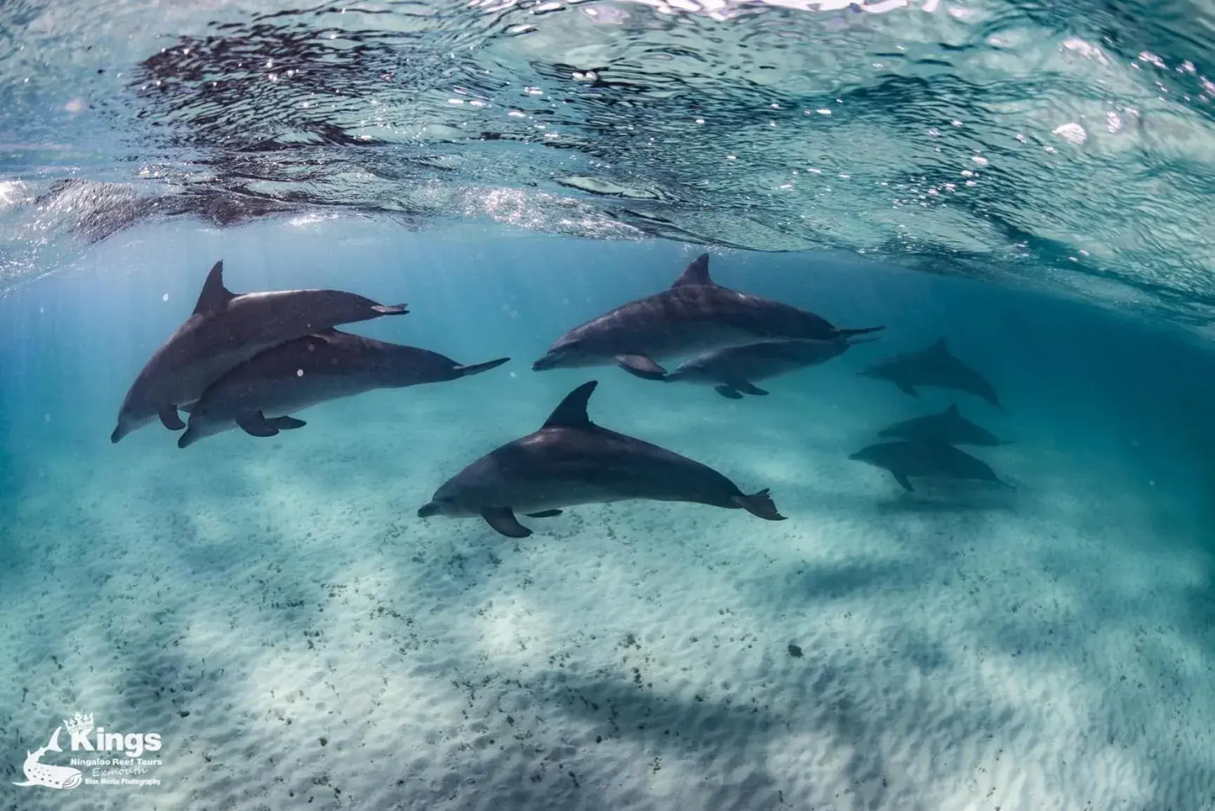 Other Animals in Ningaloo Lodge Exmouth